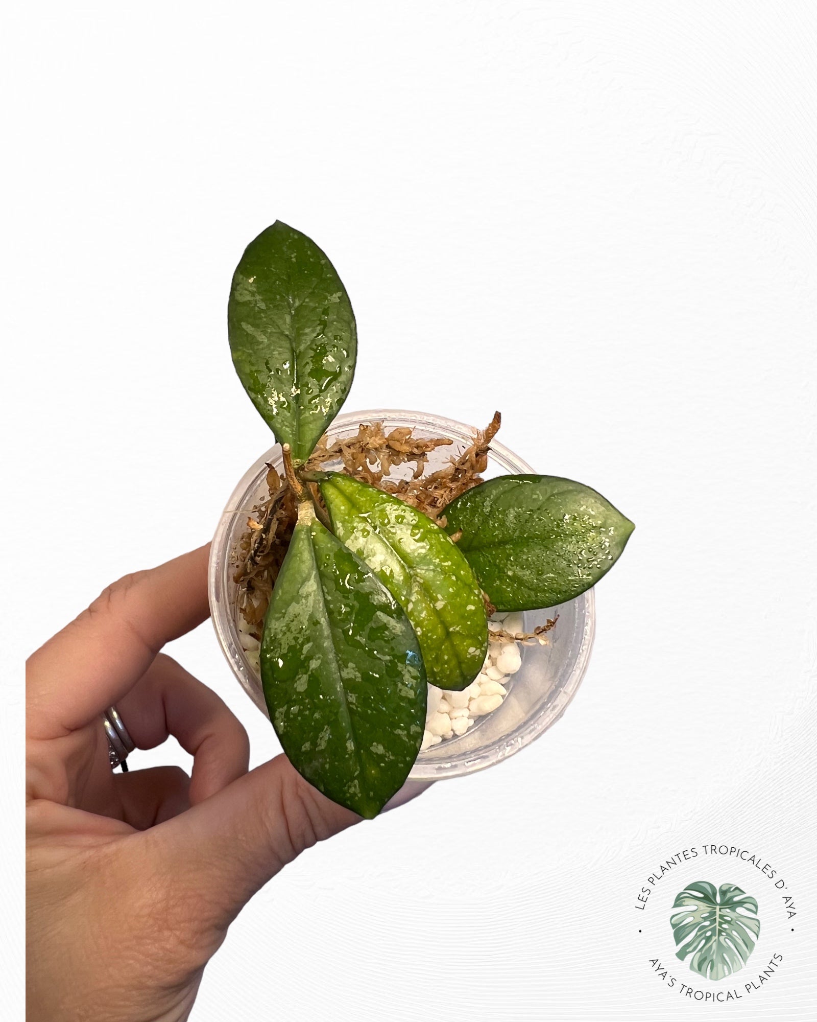 Hoya Crassipetiolata Splash-4