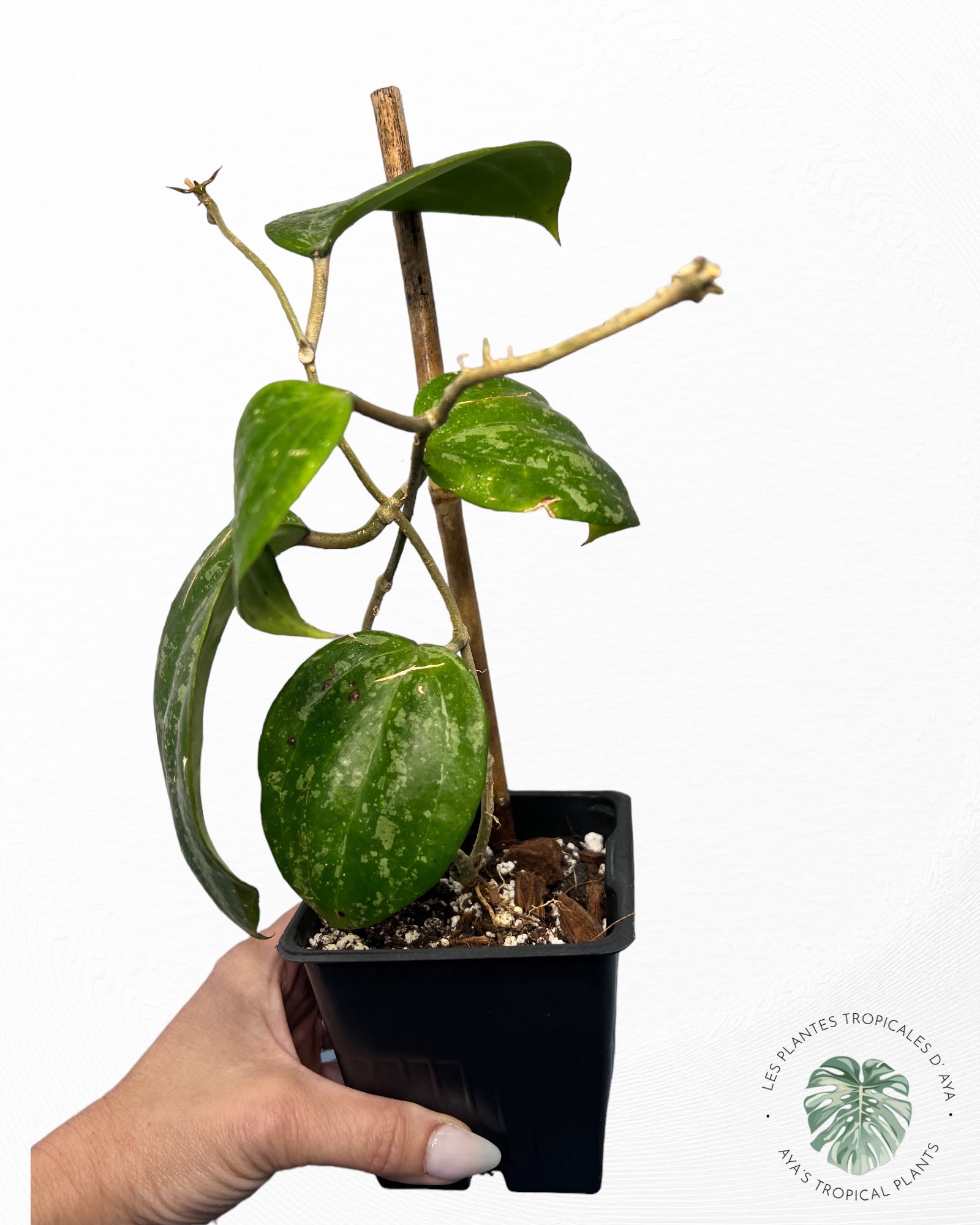 Hoya 'Latifolia Snow Queen'-7