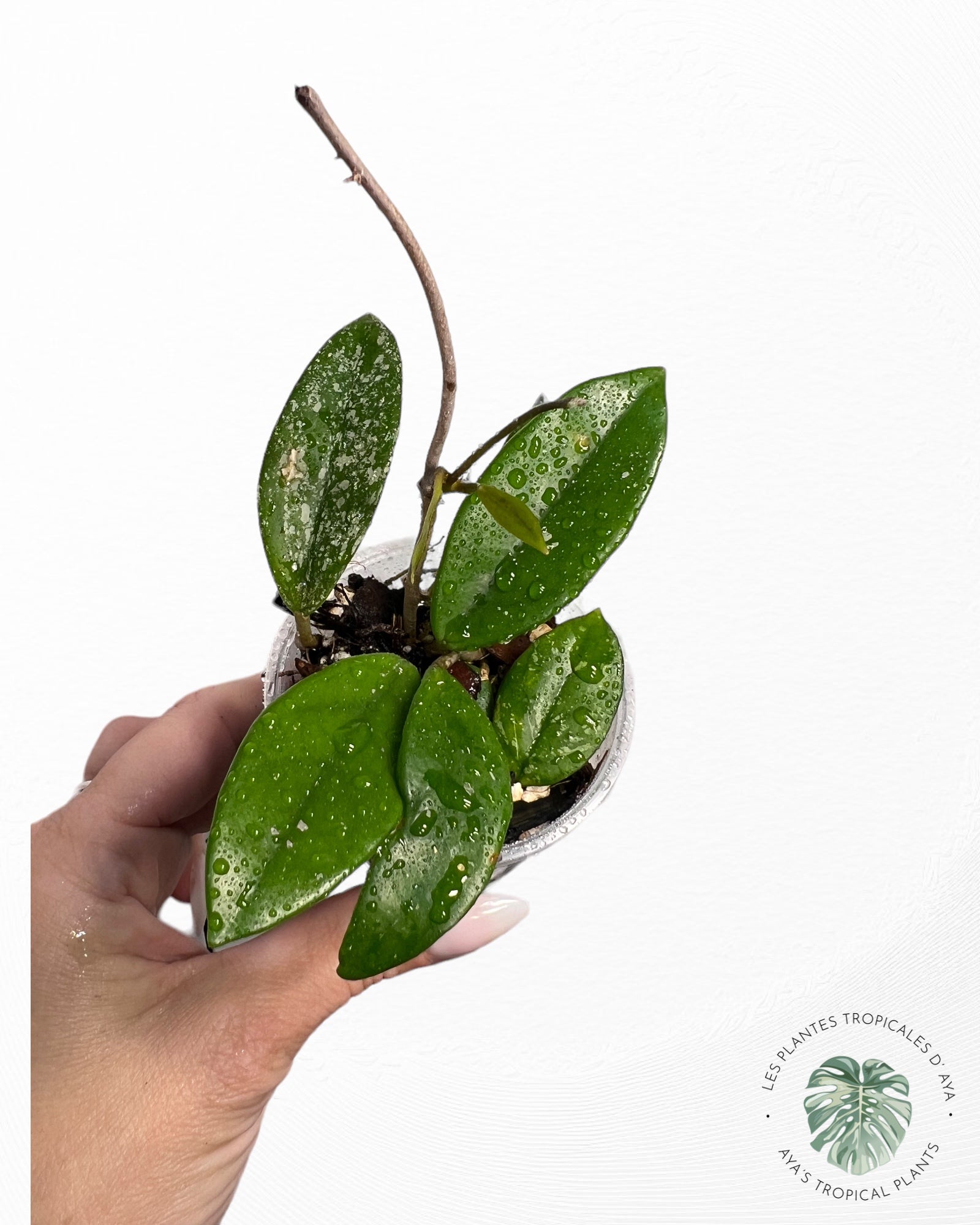Hoya Carnosa "Wilbur Graves"-1