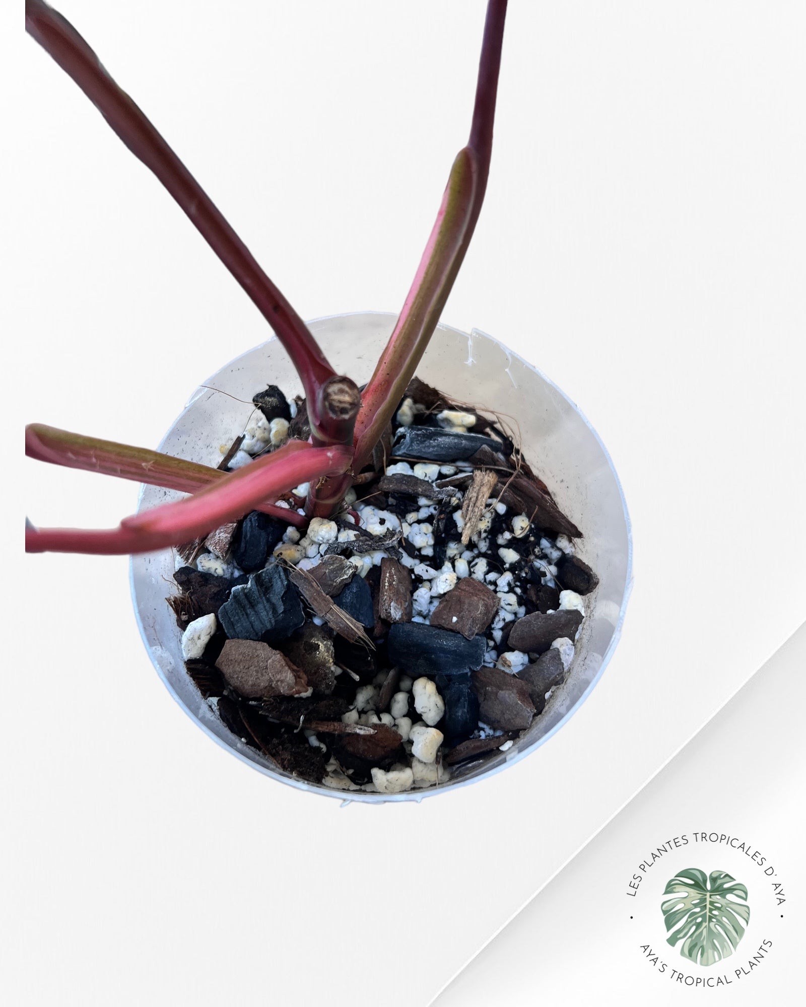 Shake aux fraises Philodendron