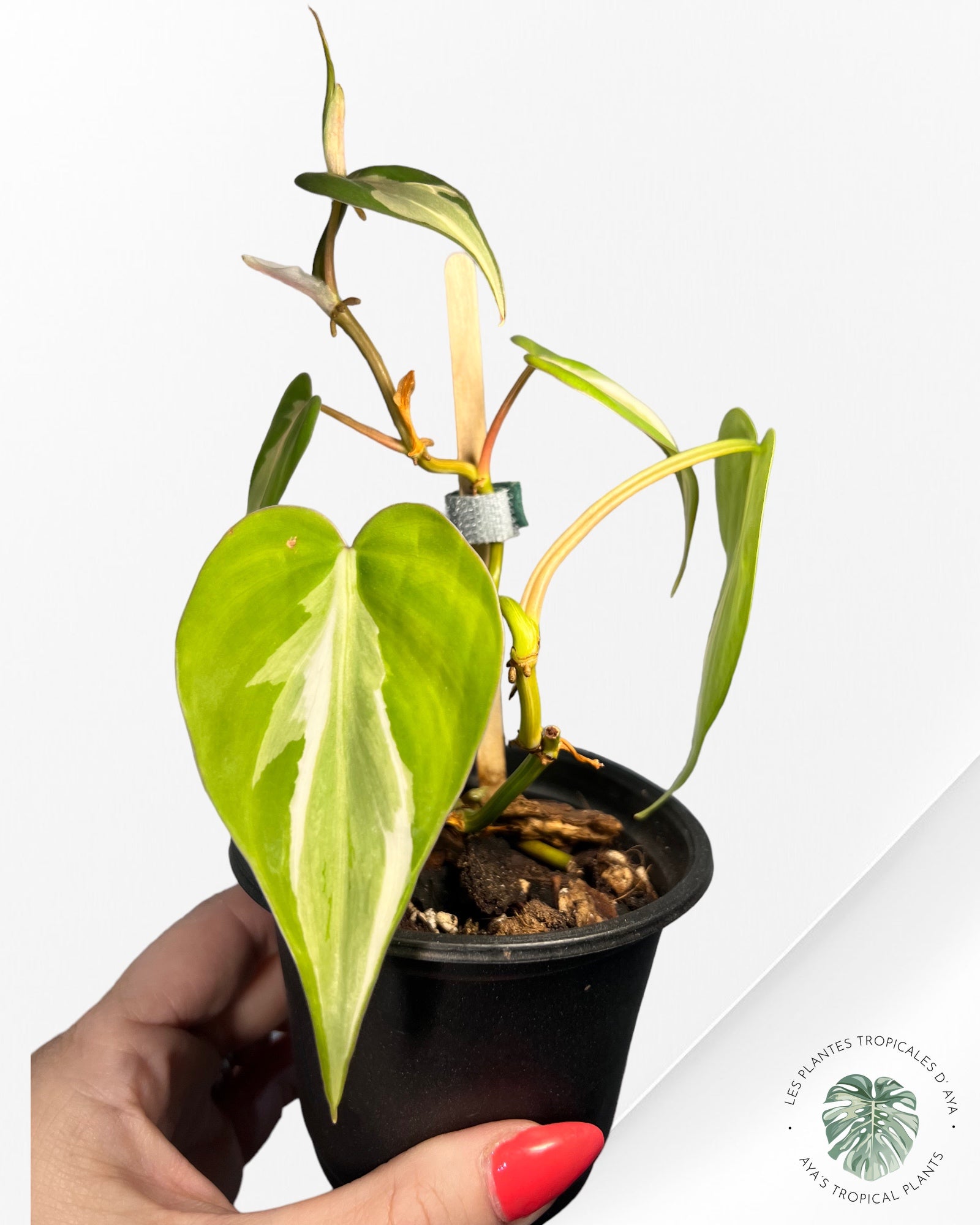 Philodendron Hederaceum 'Rio'-3020