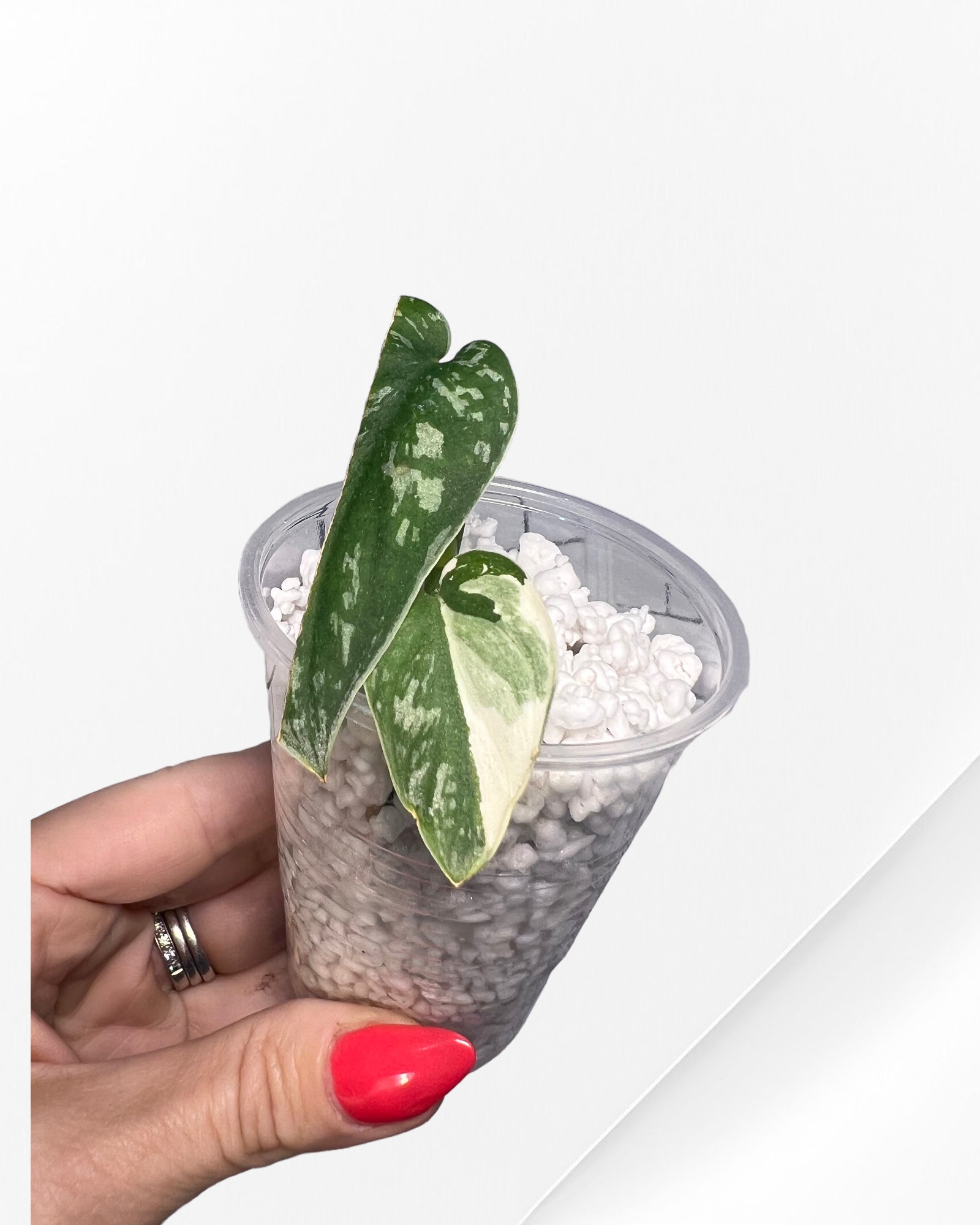 Scindapsus Pictus Mayari Variegated-PO0825