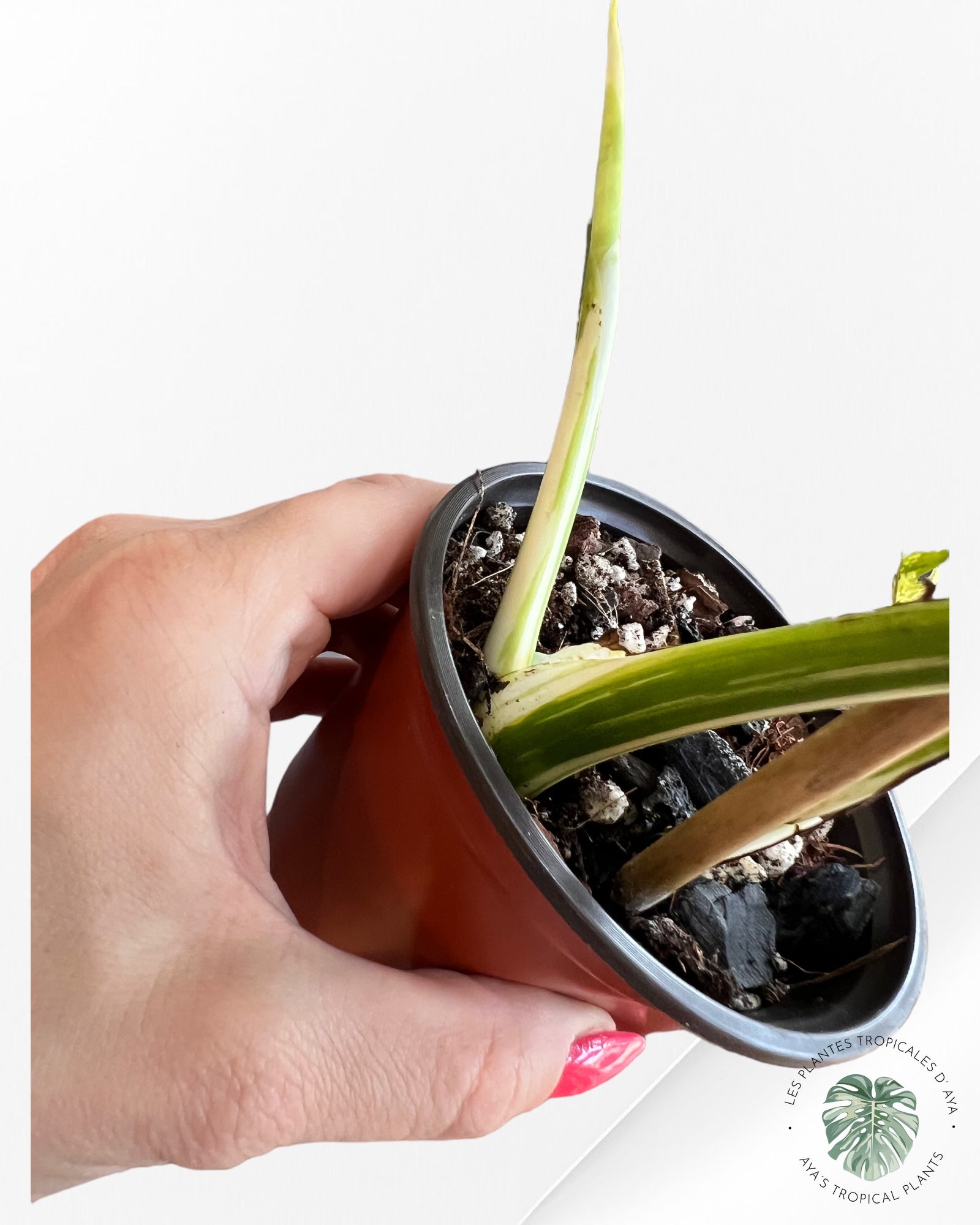 Monstera Borsigiana Albo- JA0832