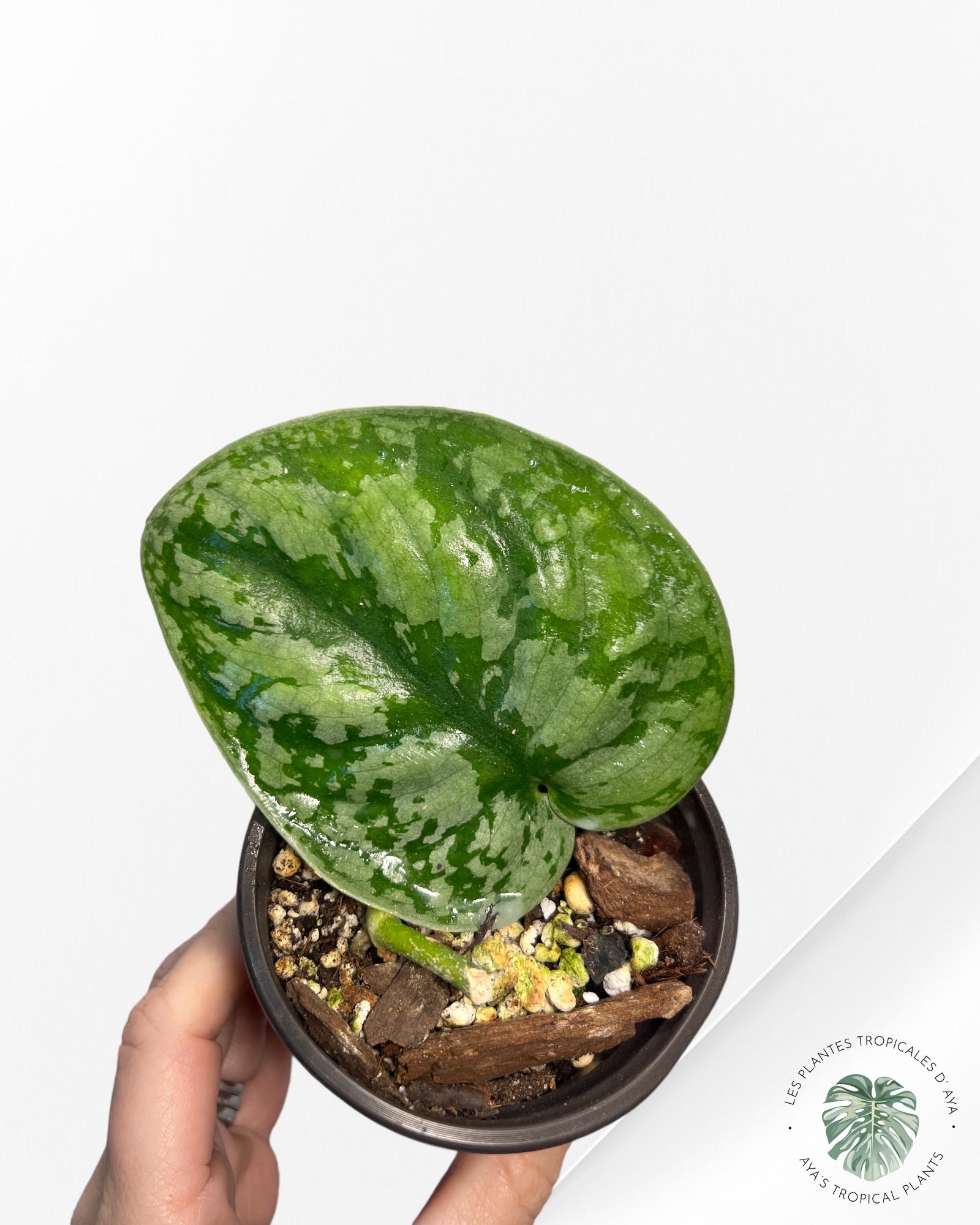 Scindapsus Exotica Mint Variegated- BA0801