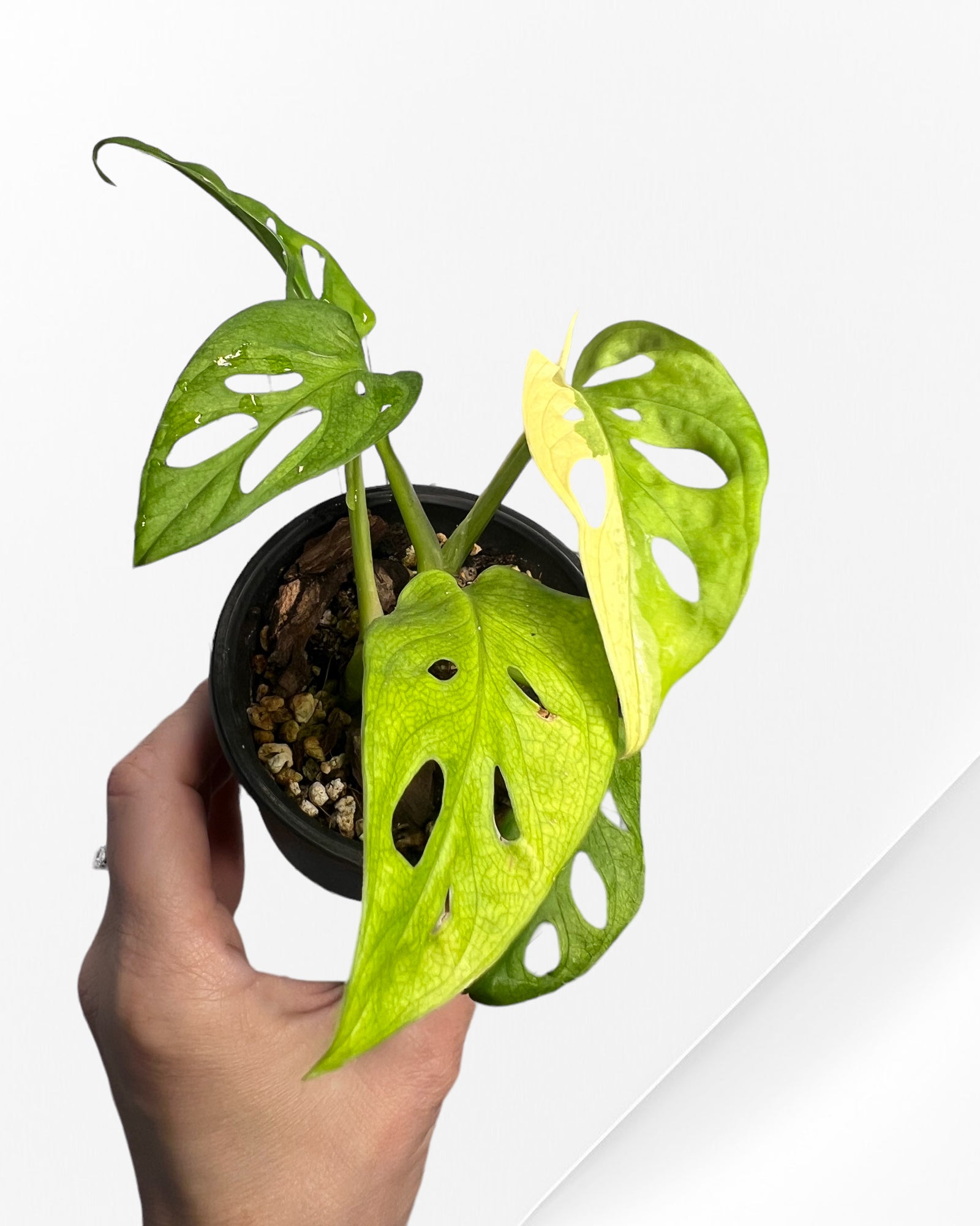 Monstera Adansonii Albo-110