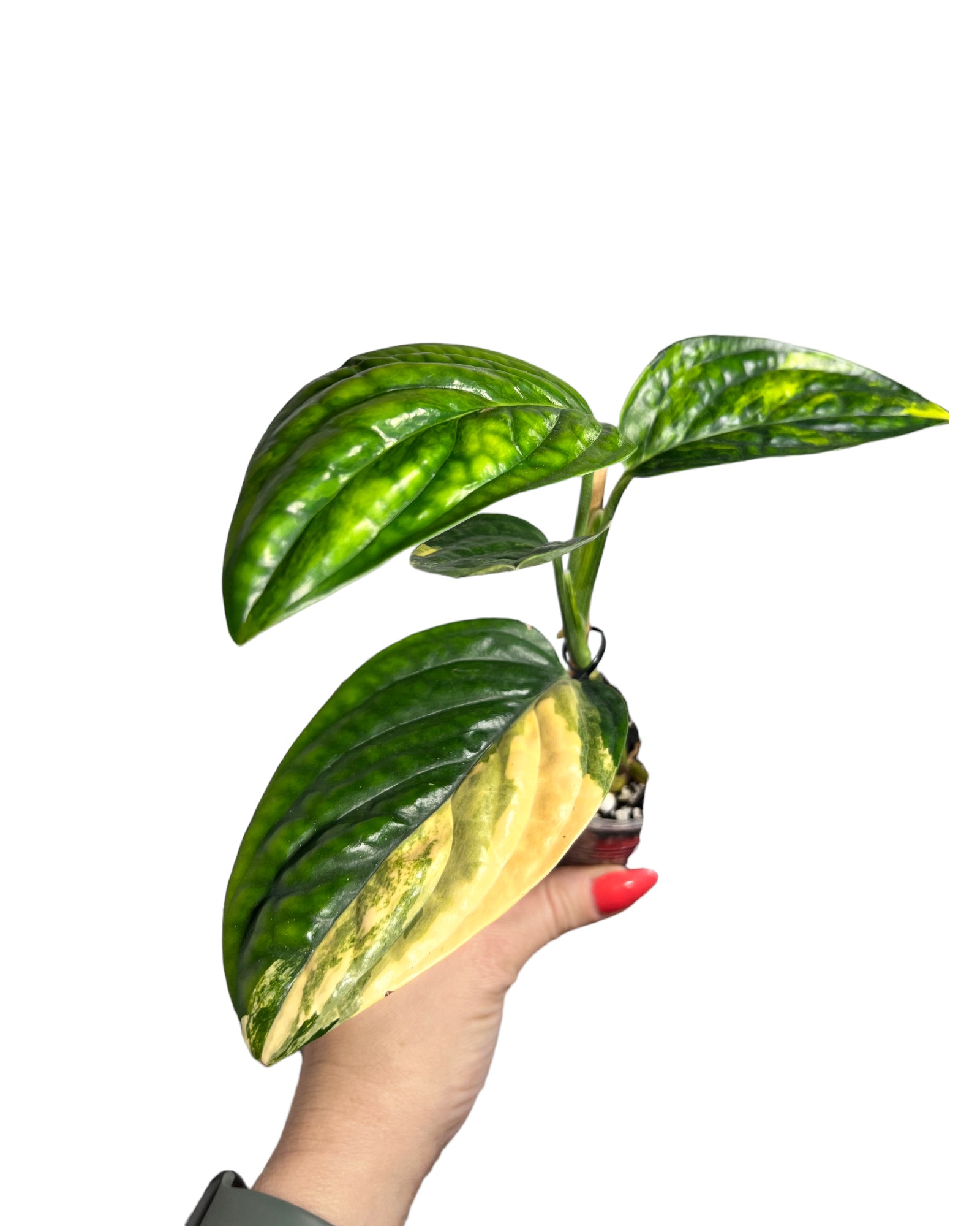 Monstera Peru JA46