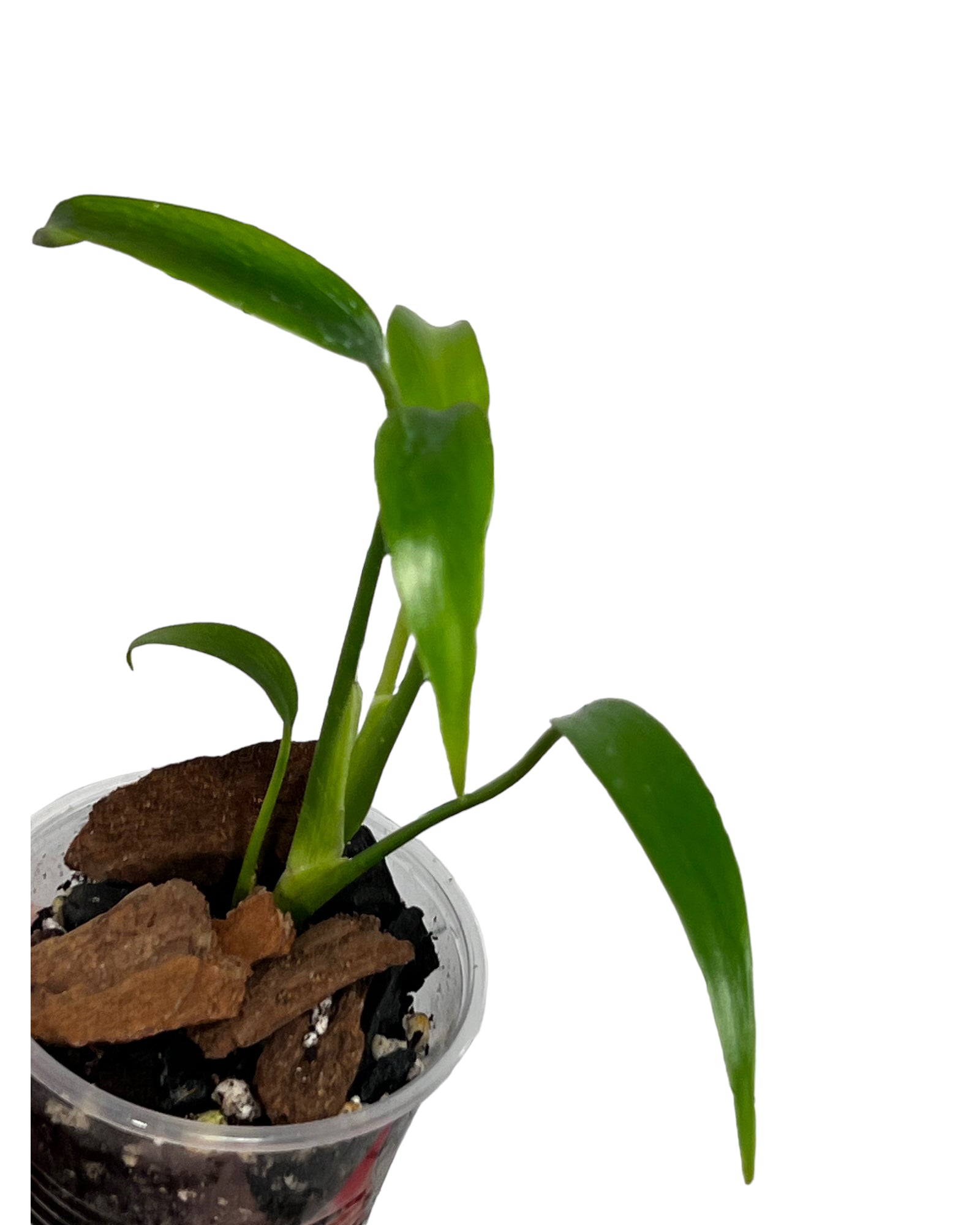 Monstera Burle Marx Flame JA69