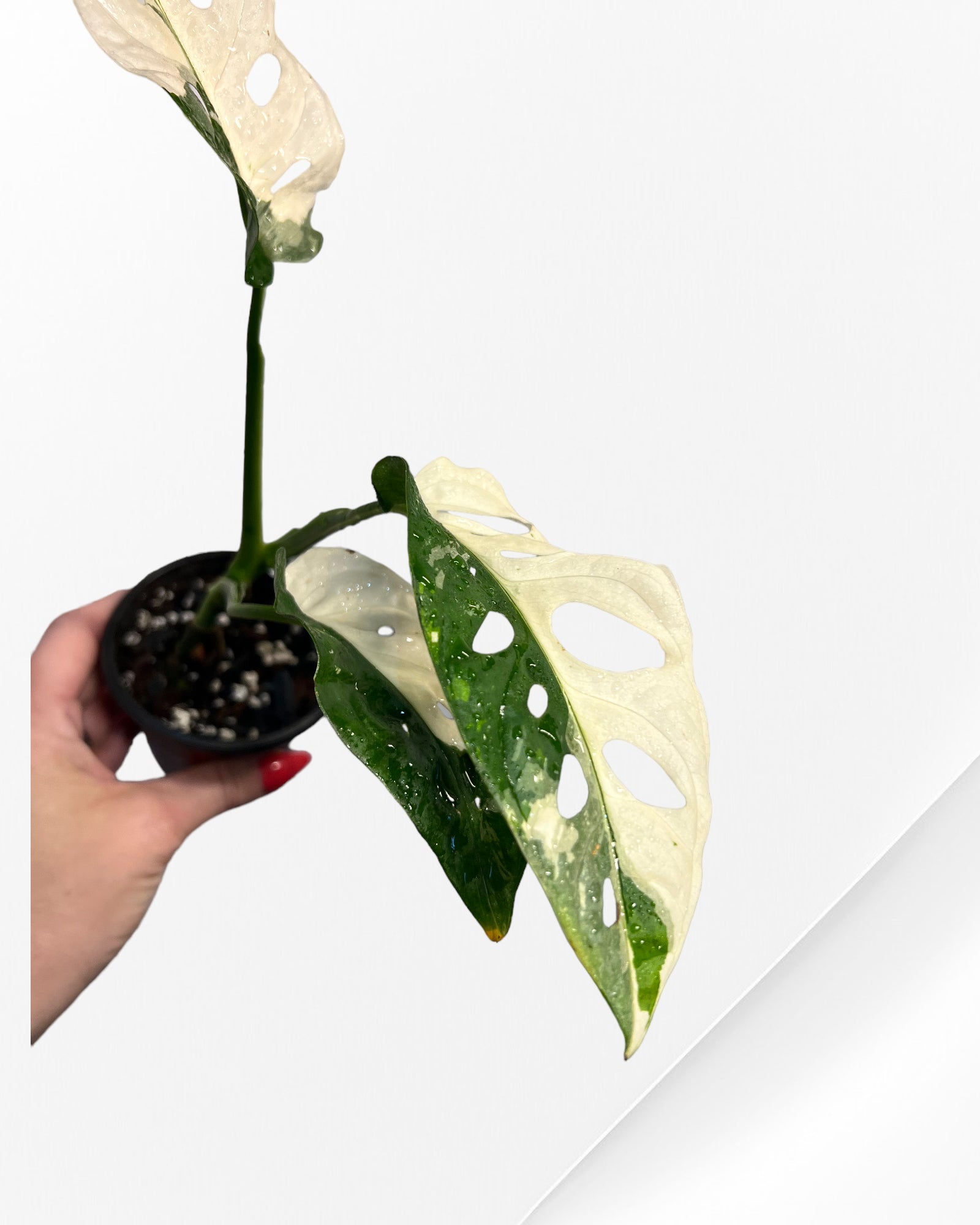 Monstera Adansonii TRICOLOR- JA34
