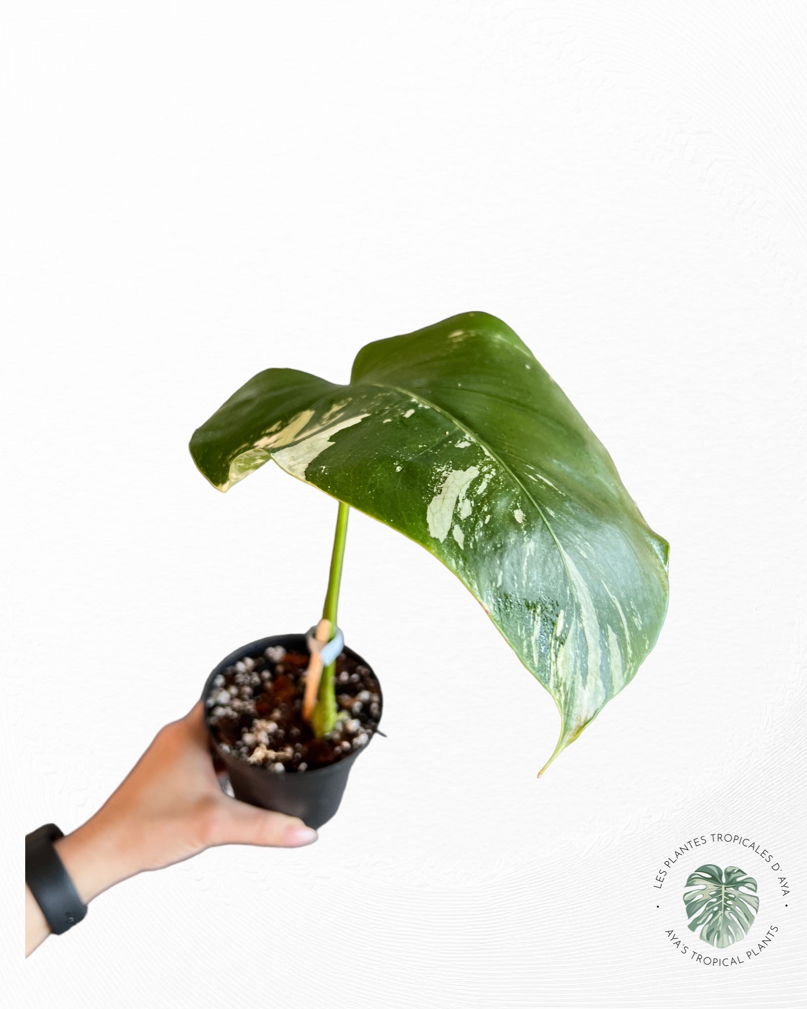 Monstera Deliciosa Mint -A