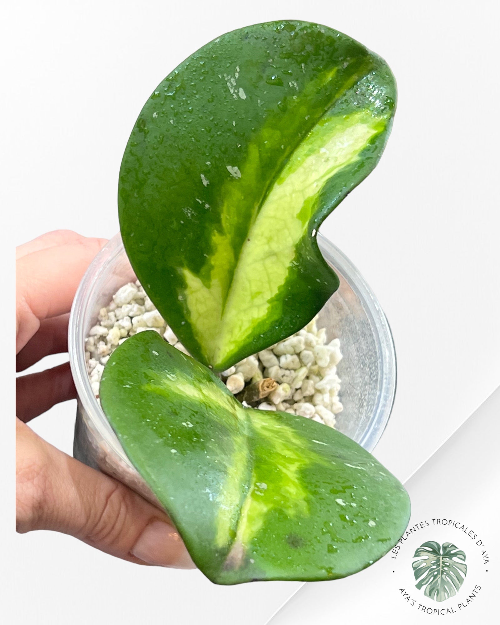 Hoya Obovata Splash Variegated-2