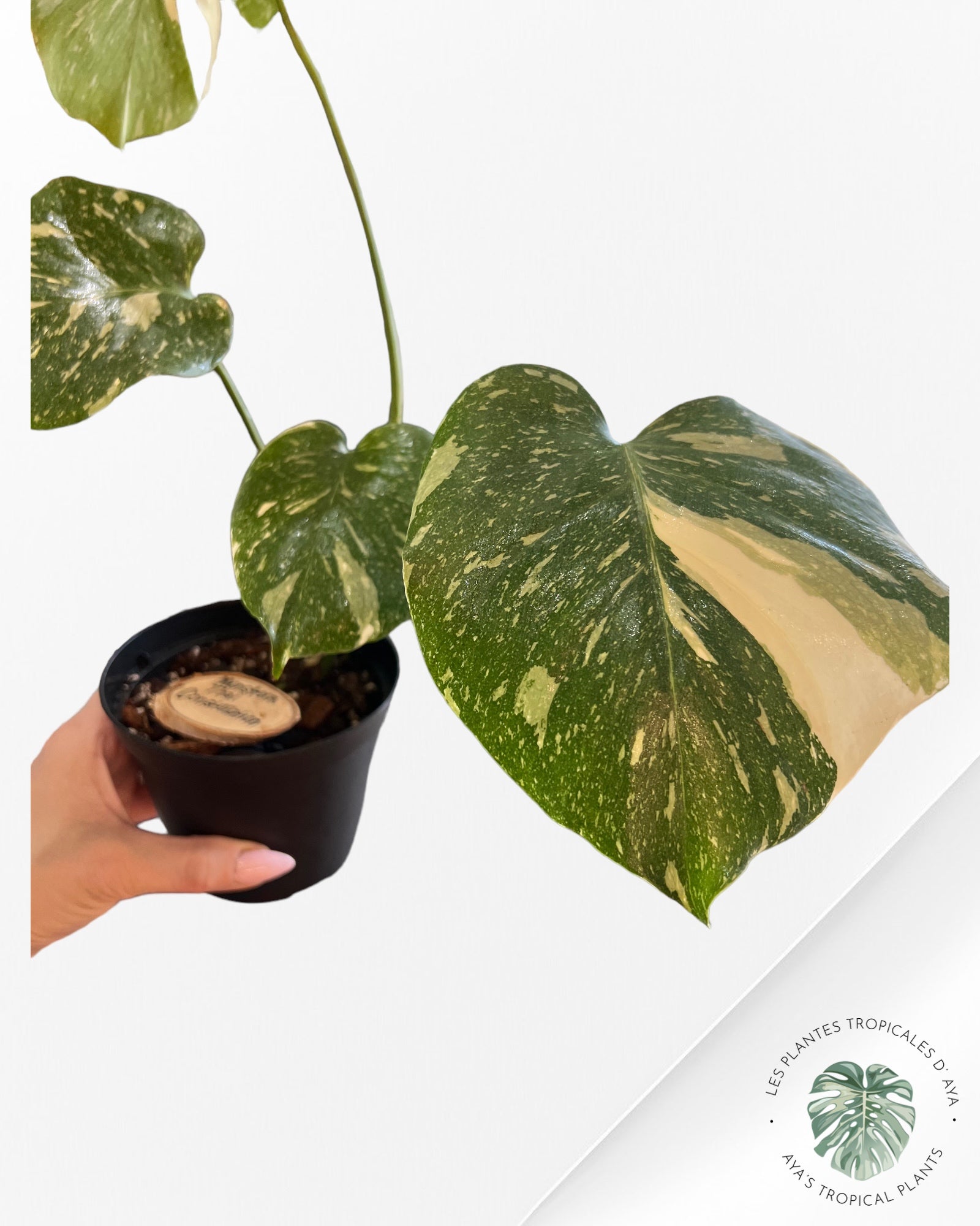 Monstera Thai Constellation-B