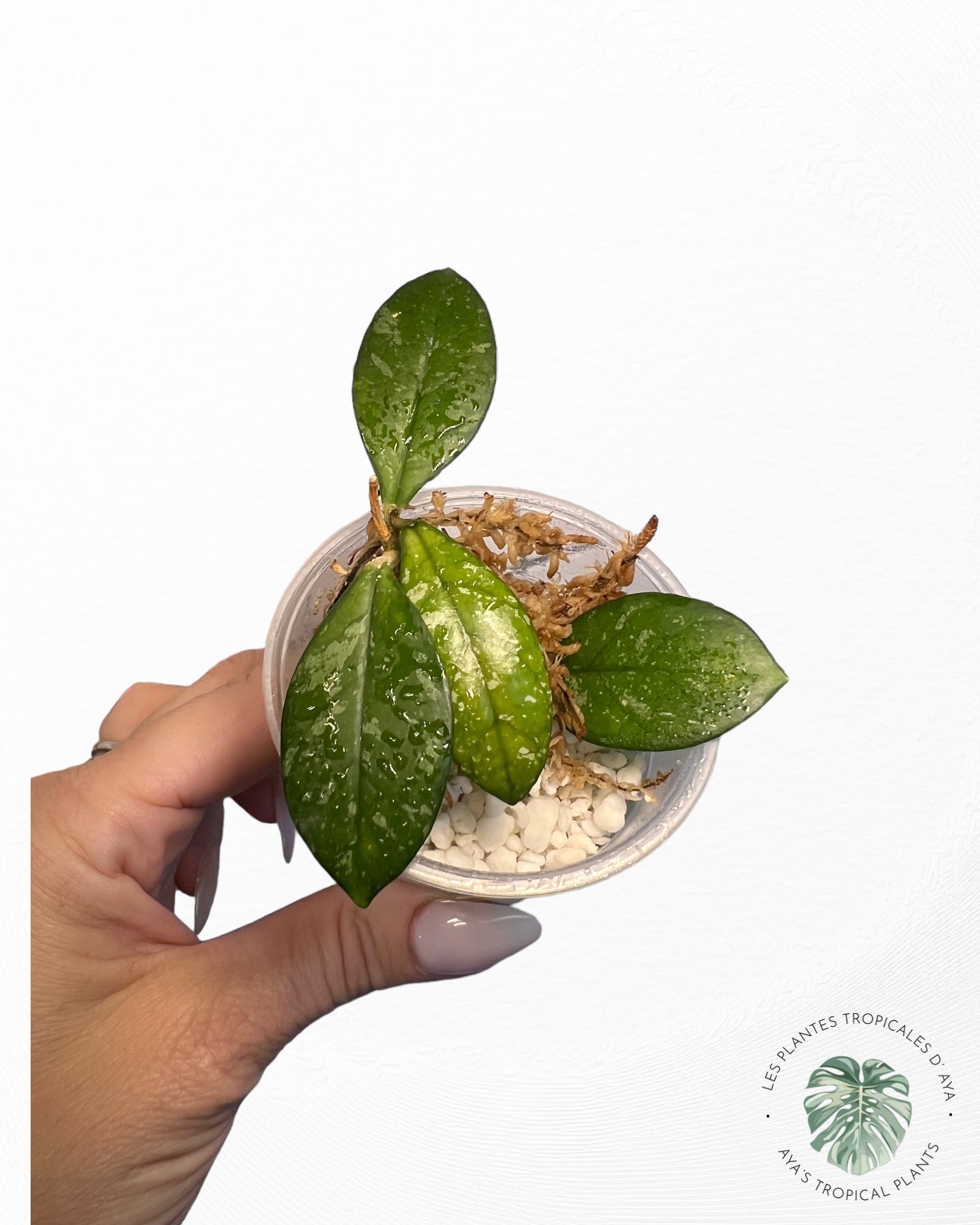 Hoya Crassipetiolata Splash-4