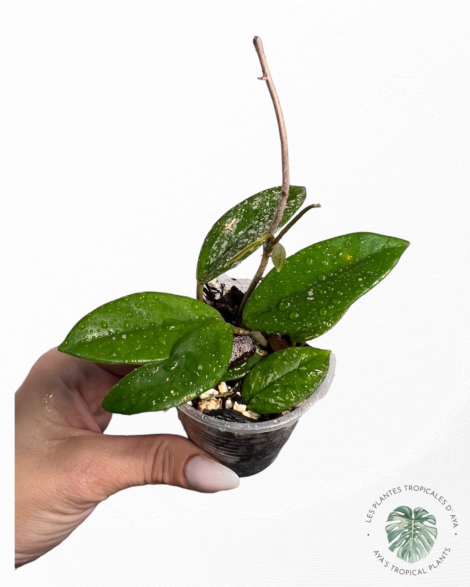 Hoya Carnosa "Wilbur Graves"-1