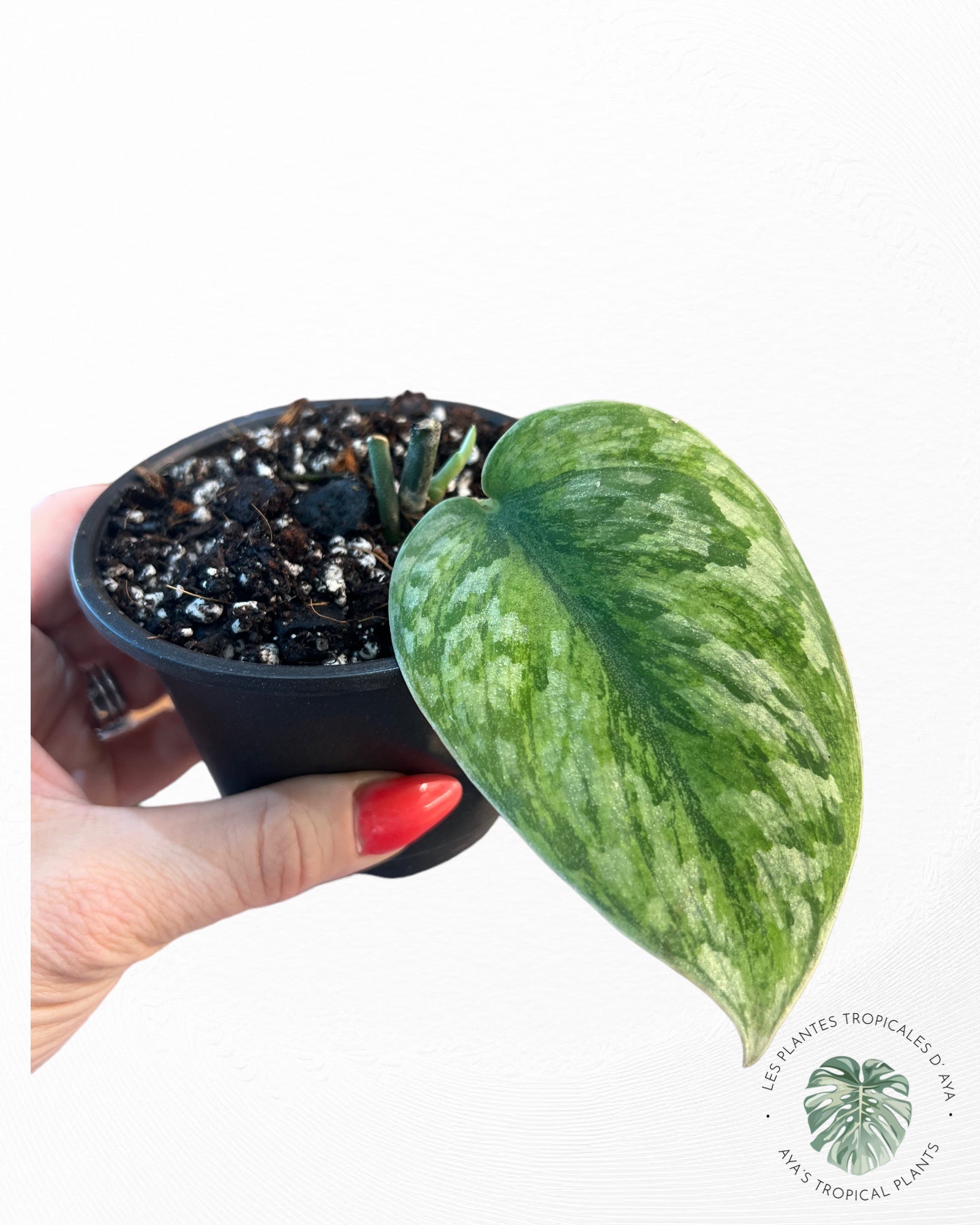SCINDAPSUS ‘HOLOGRAM’ 6