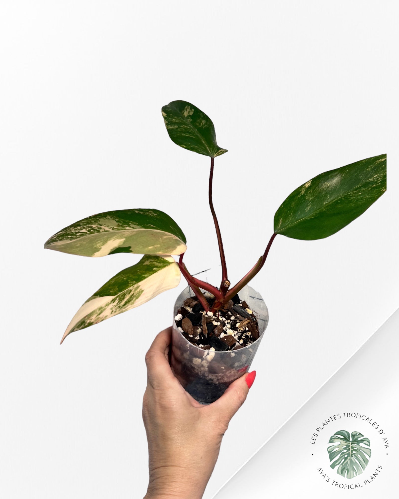 Shake aux fraises Philodendron
