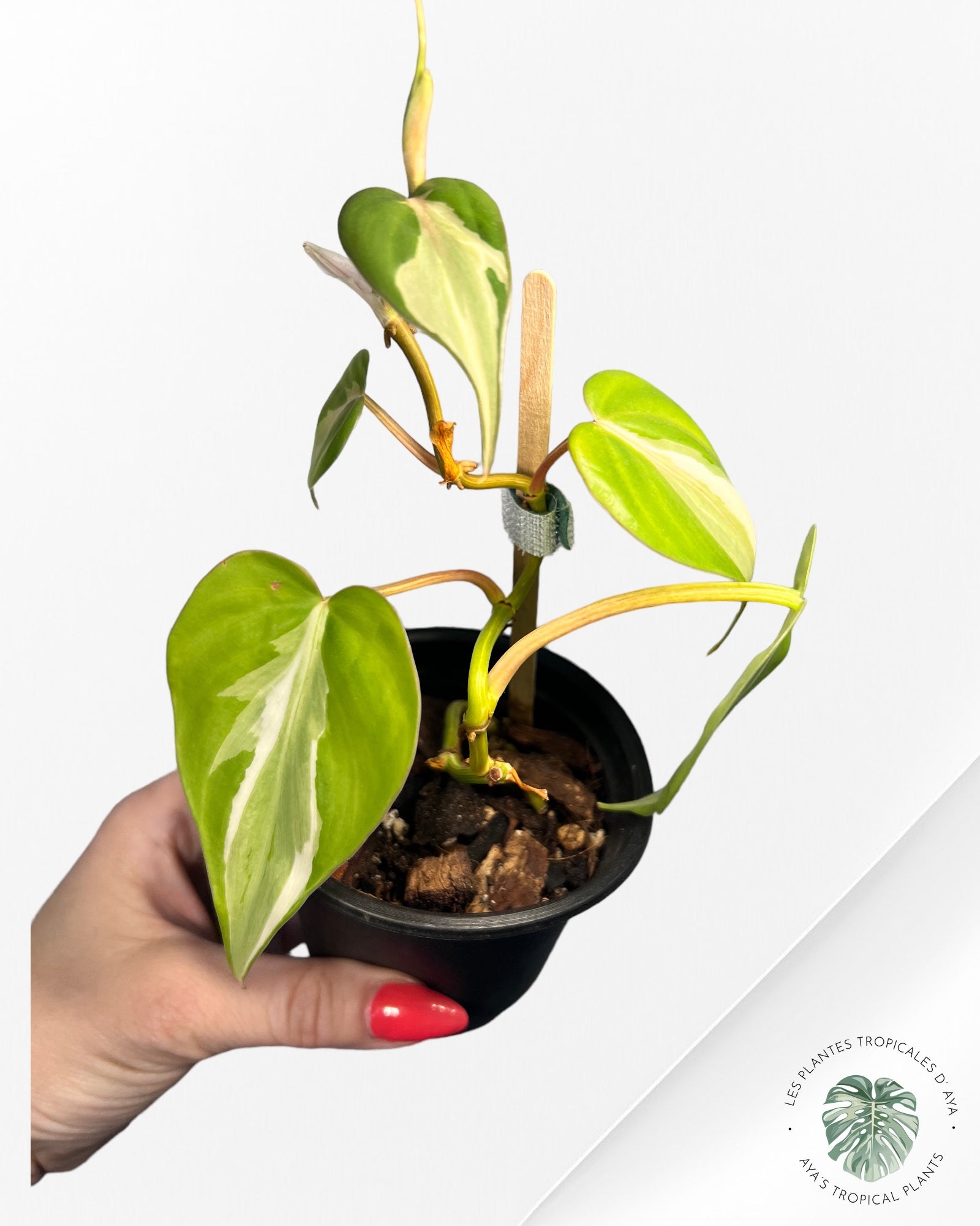 Philodendron Hederaceum 'Rio'-3020