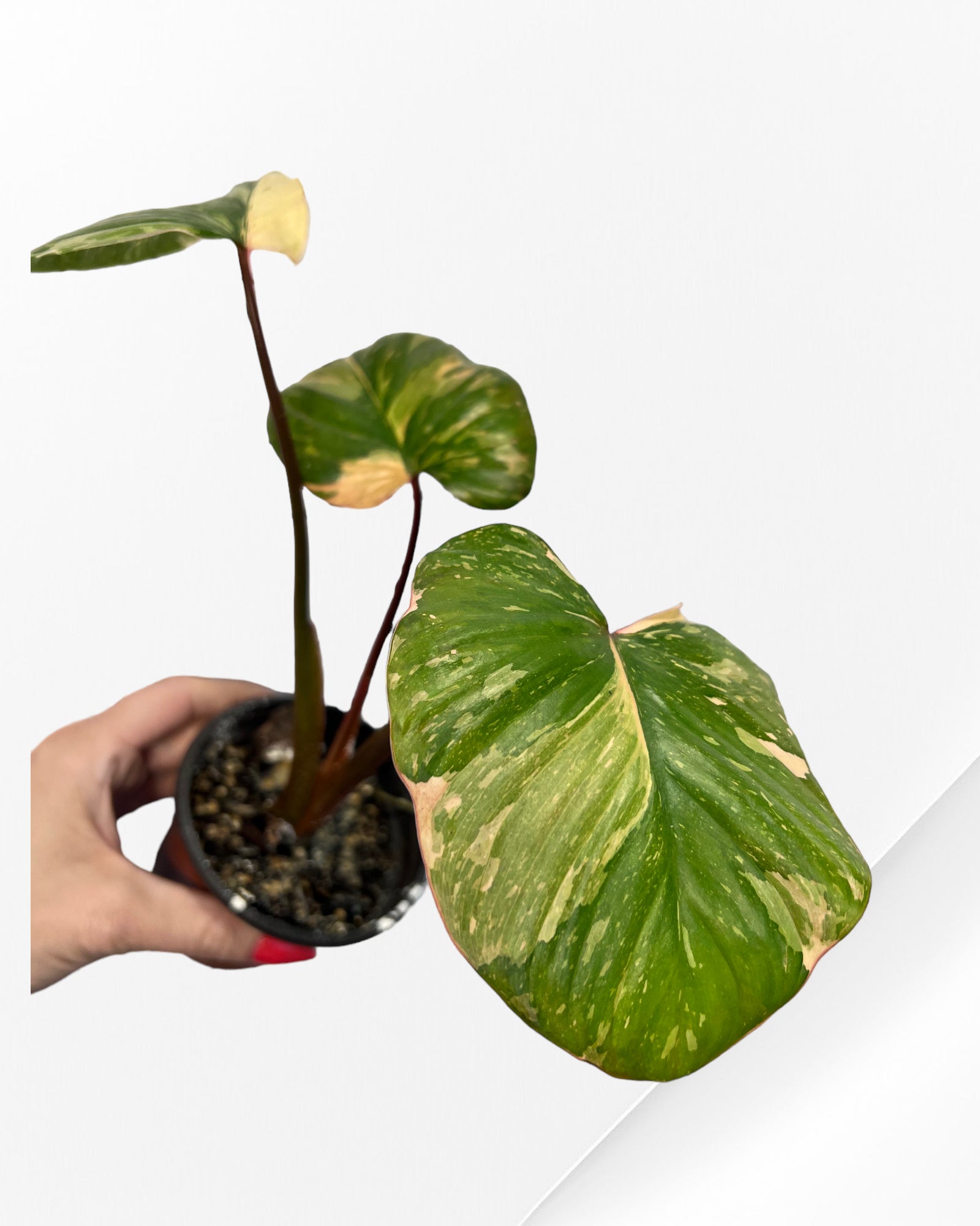 Homalomena Rubescens Pink Variegated-JA22011