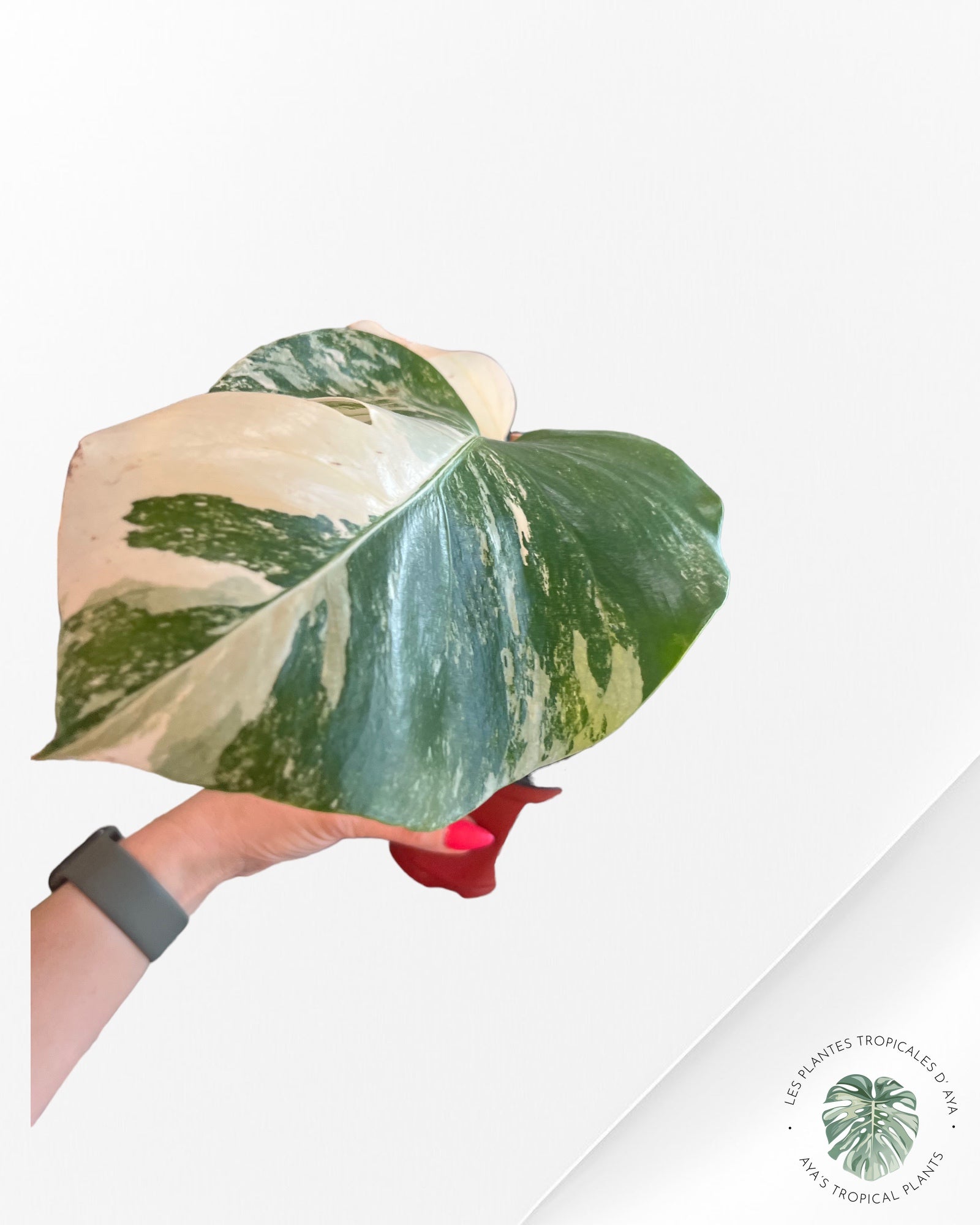 Monstera Borsigiana Albo- JA0832