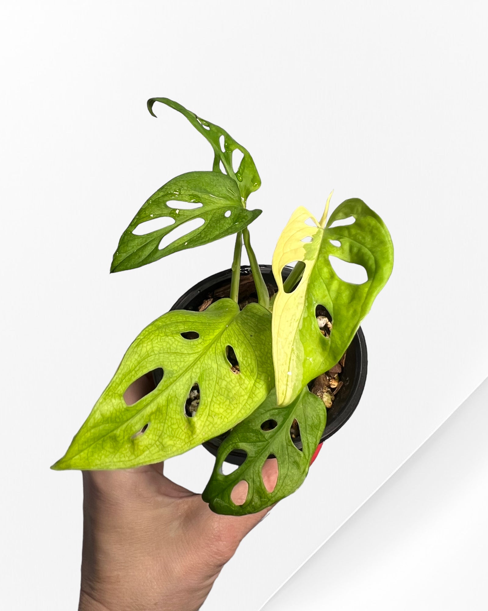 Monstera Adansonii Albo-110