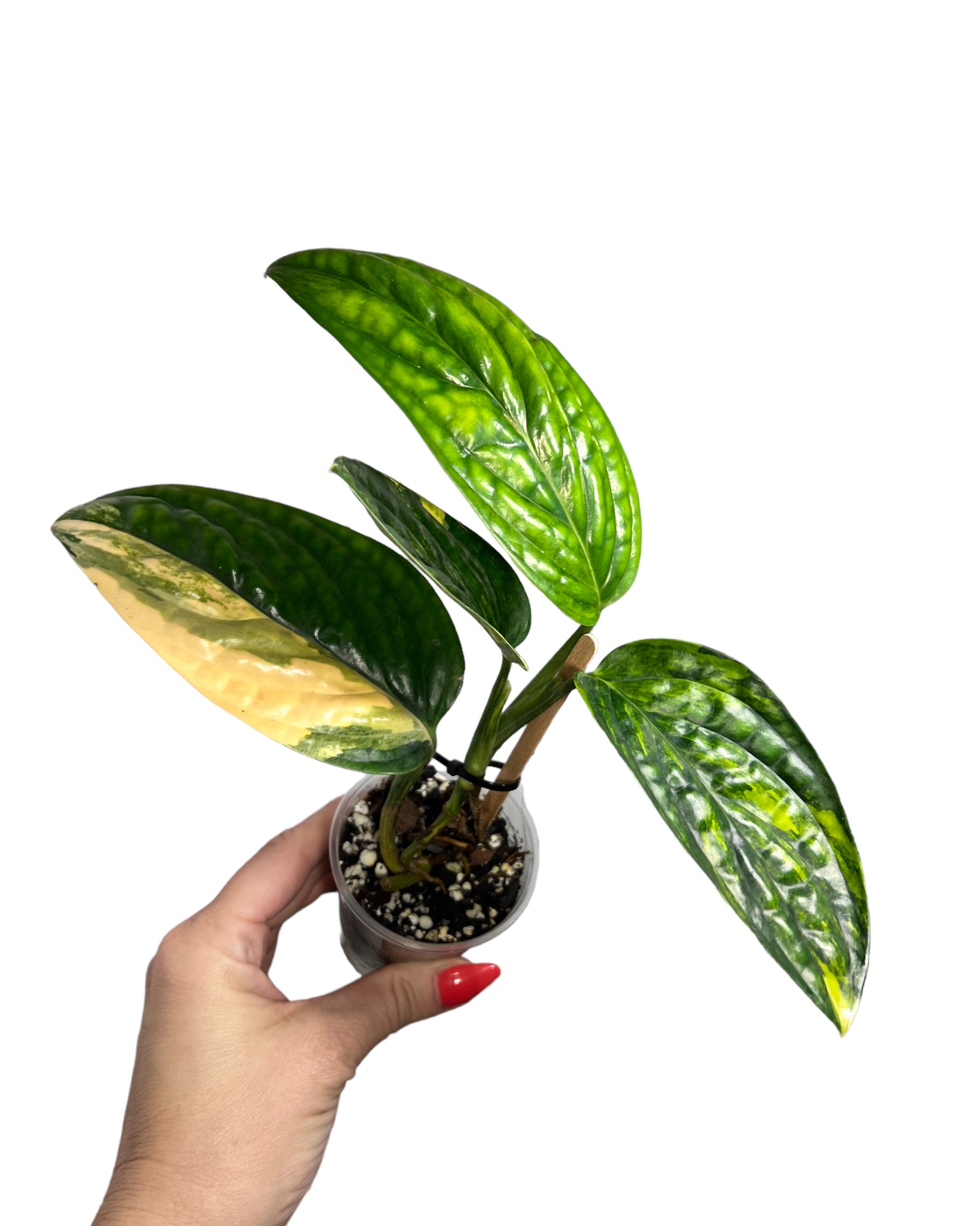 Monstera Peru JA46