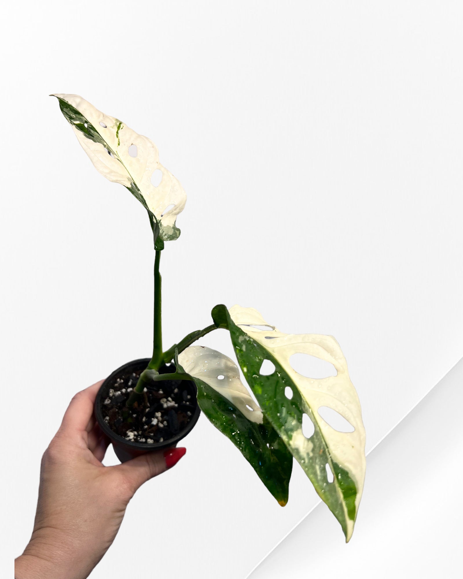 Monstera Adansonii TRICOLOR- JA34