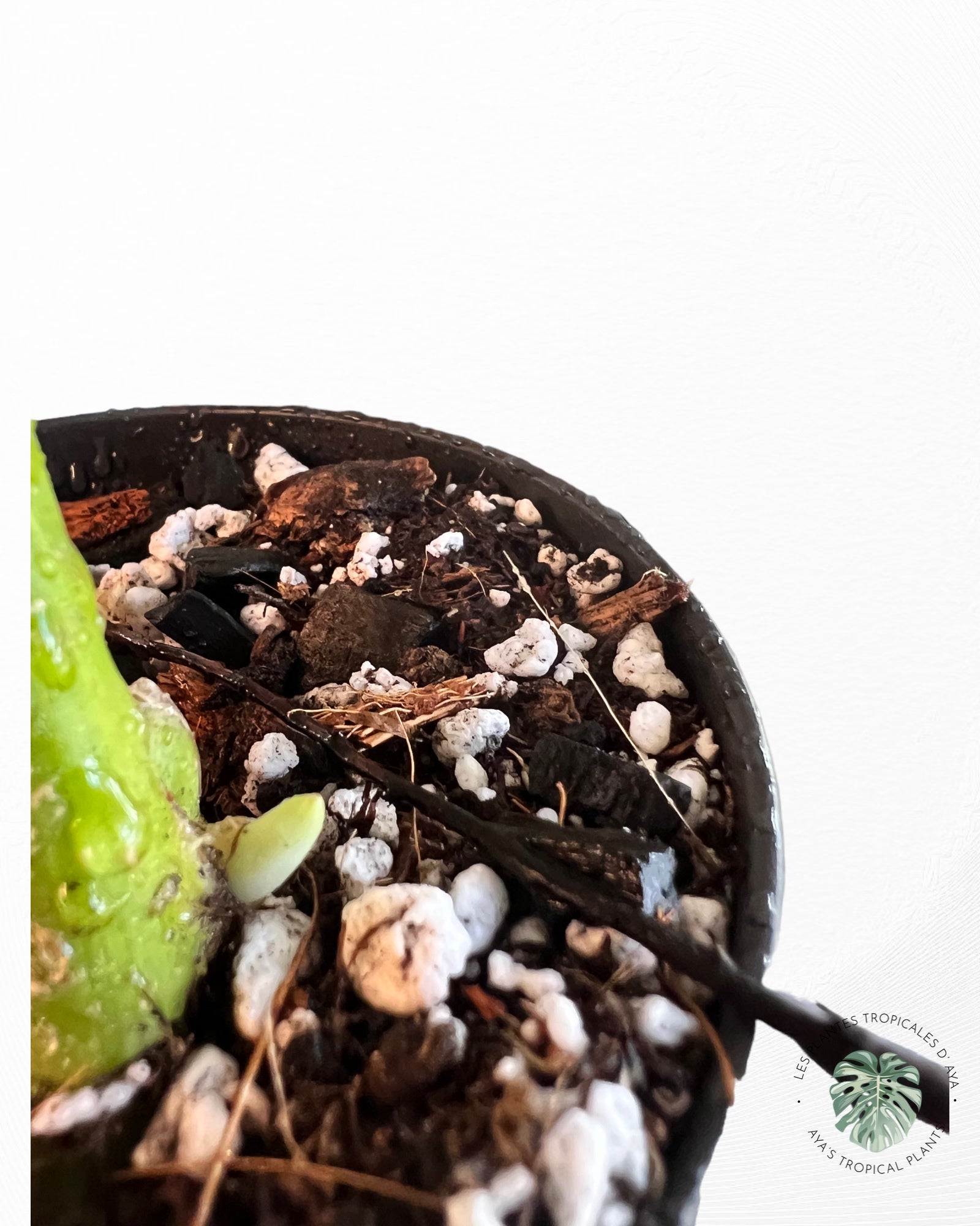 Monstera Deliciosa Mint -A