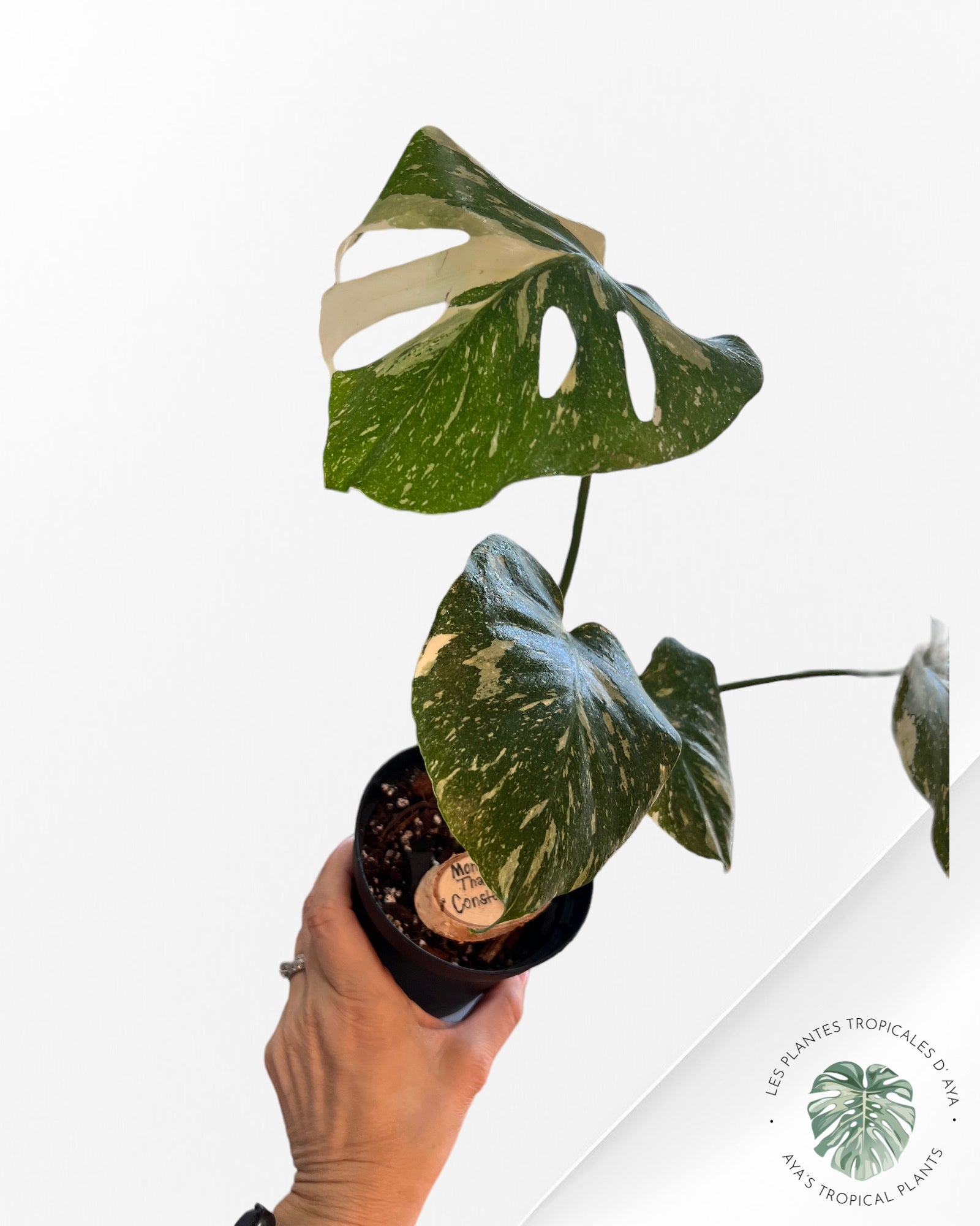 Monstera Thai Constellation-B