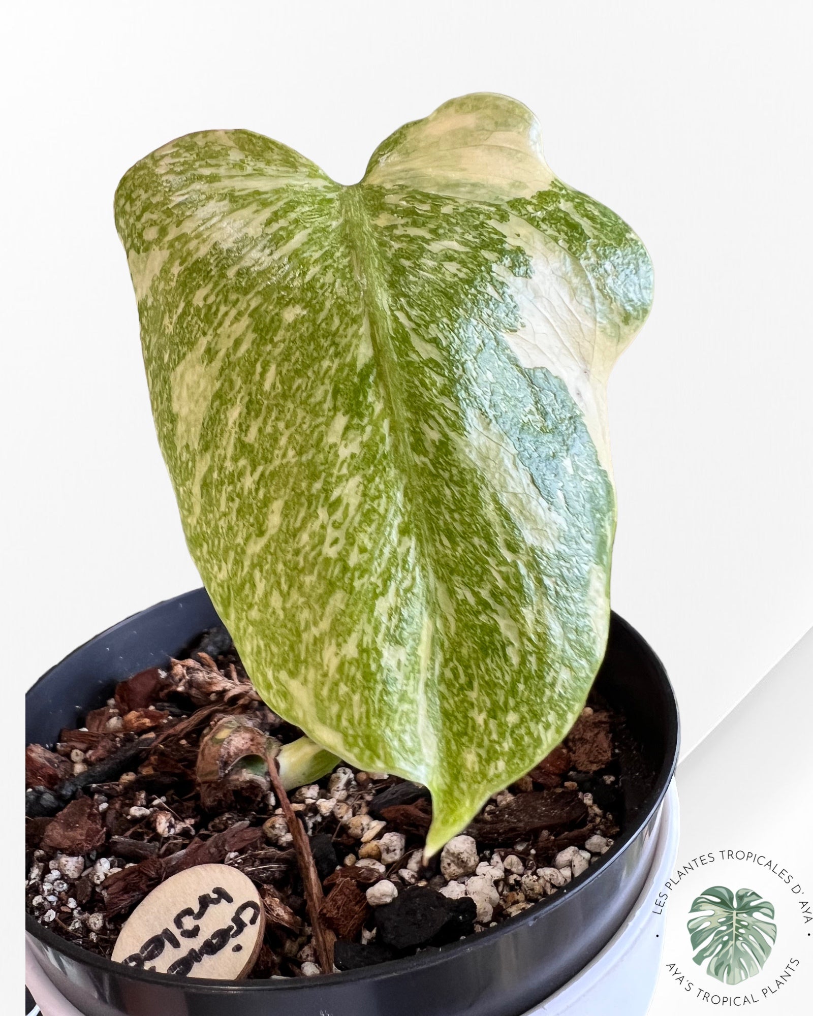 Monstera Thai Constellation Creme Brûlée