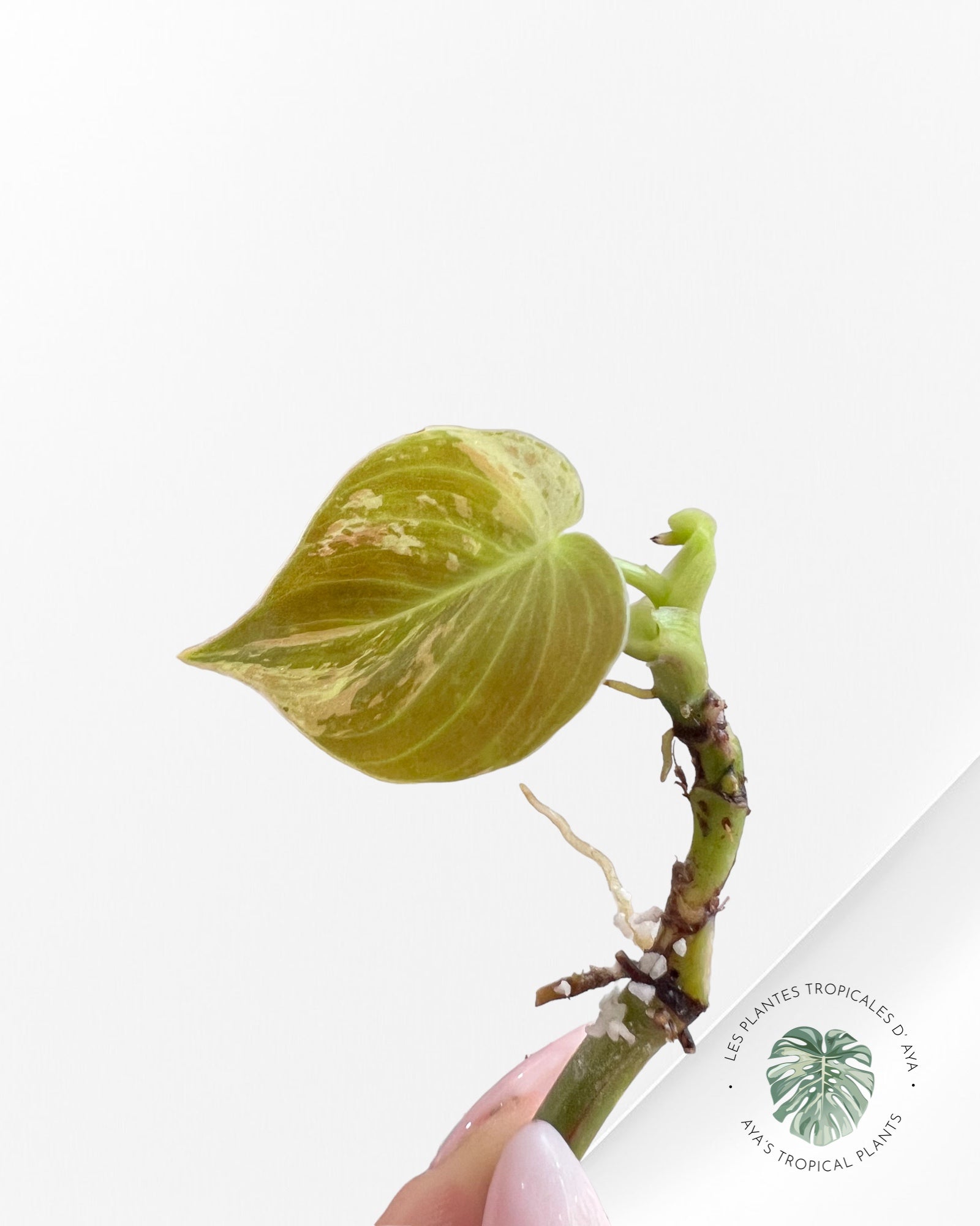 Philodendron Melanochrysum Variegated