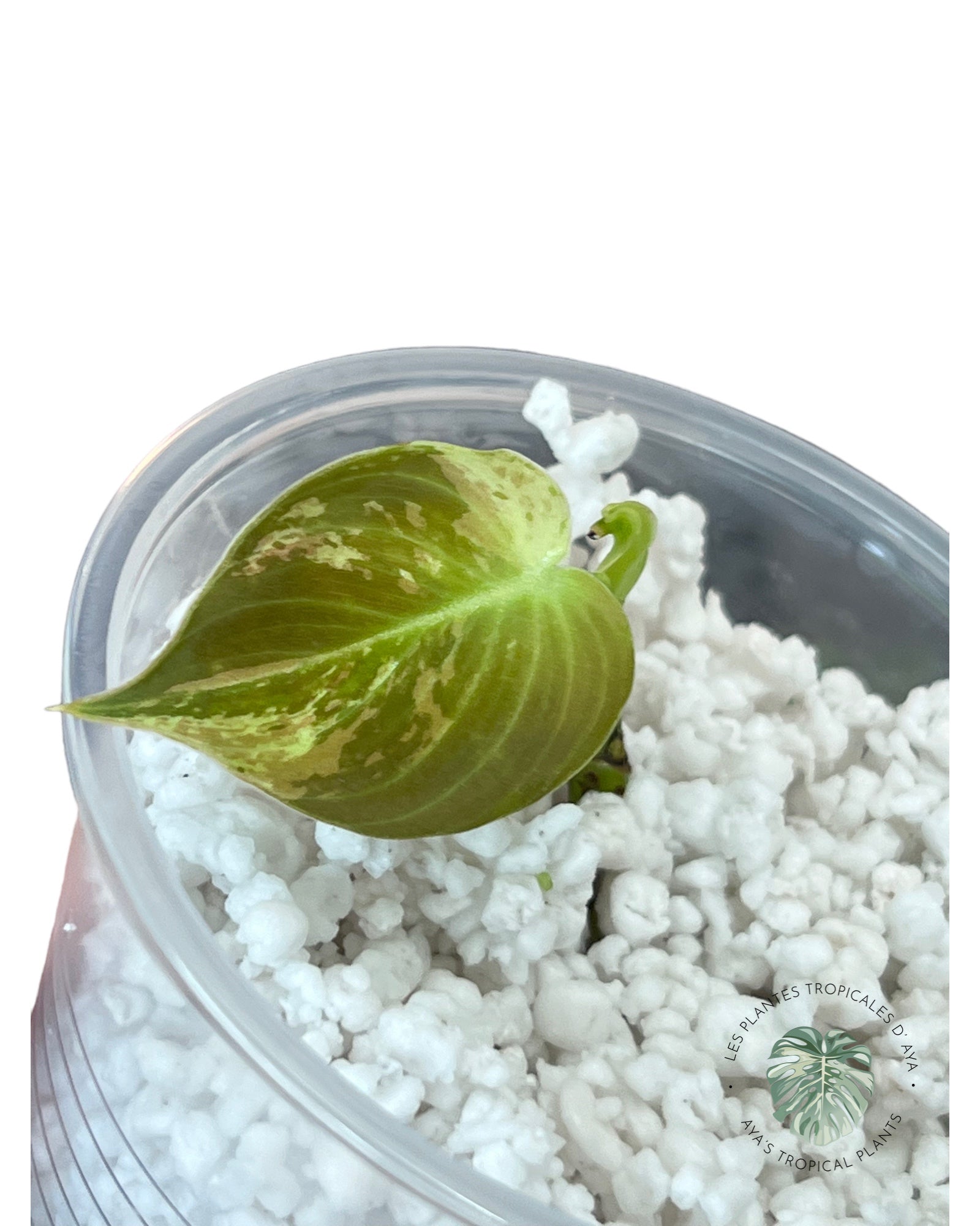 Philodendron Melanochrysum Variegated