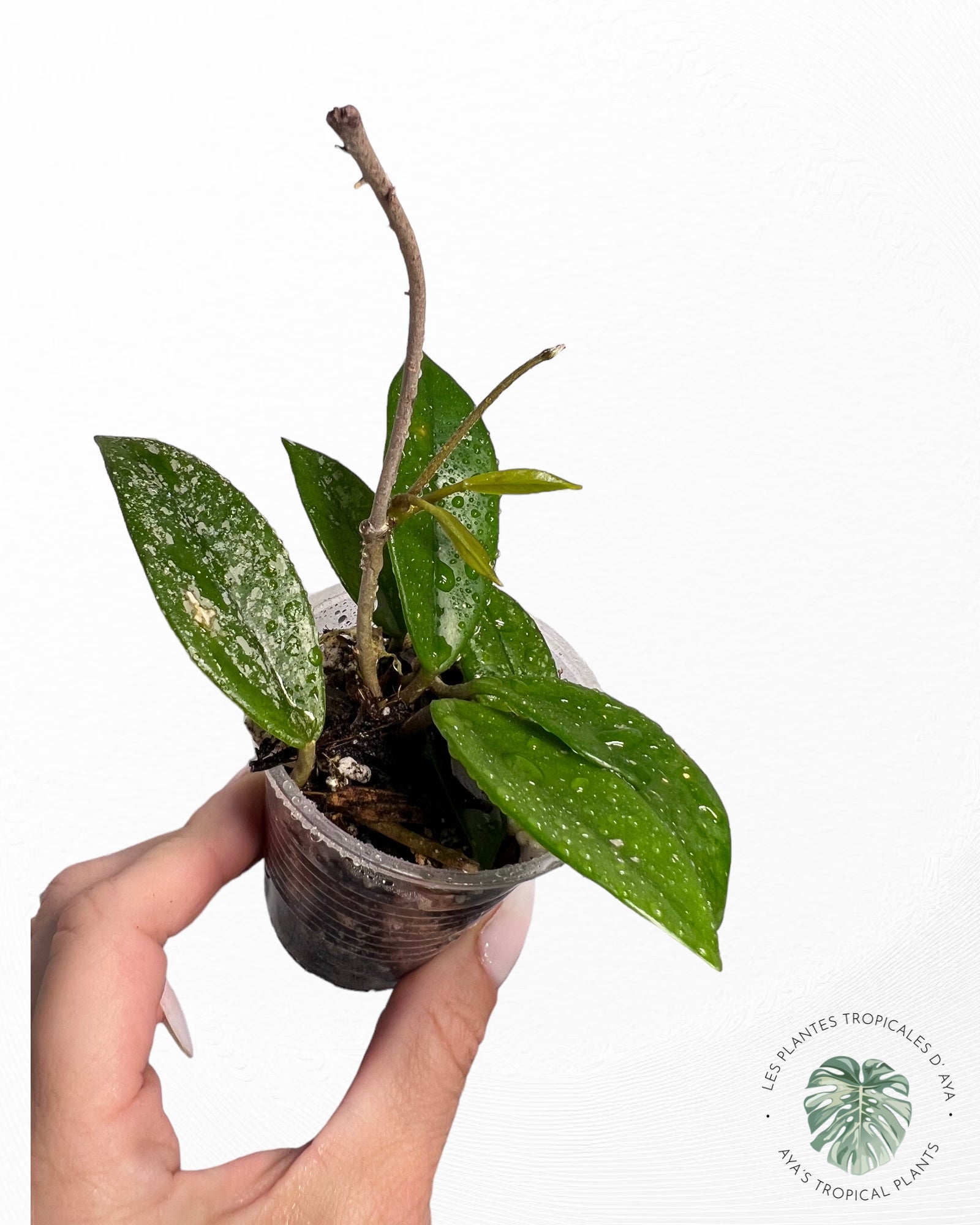 Hoya Carnosa "Wilbur Graves"-1