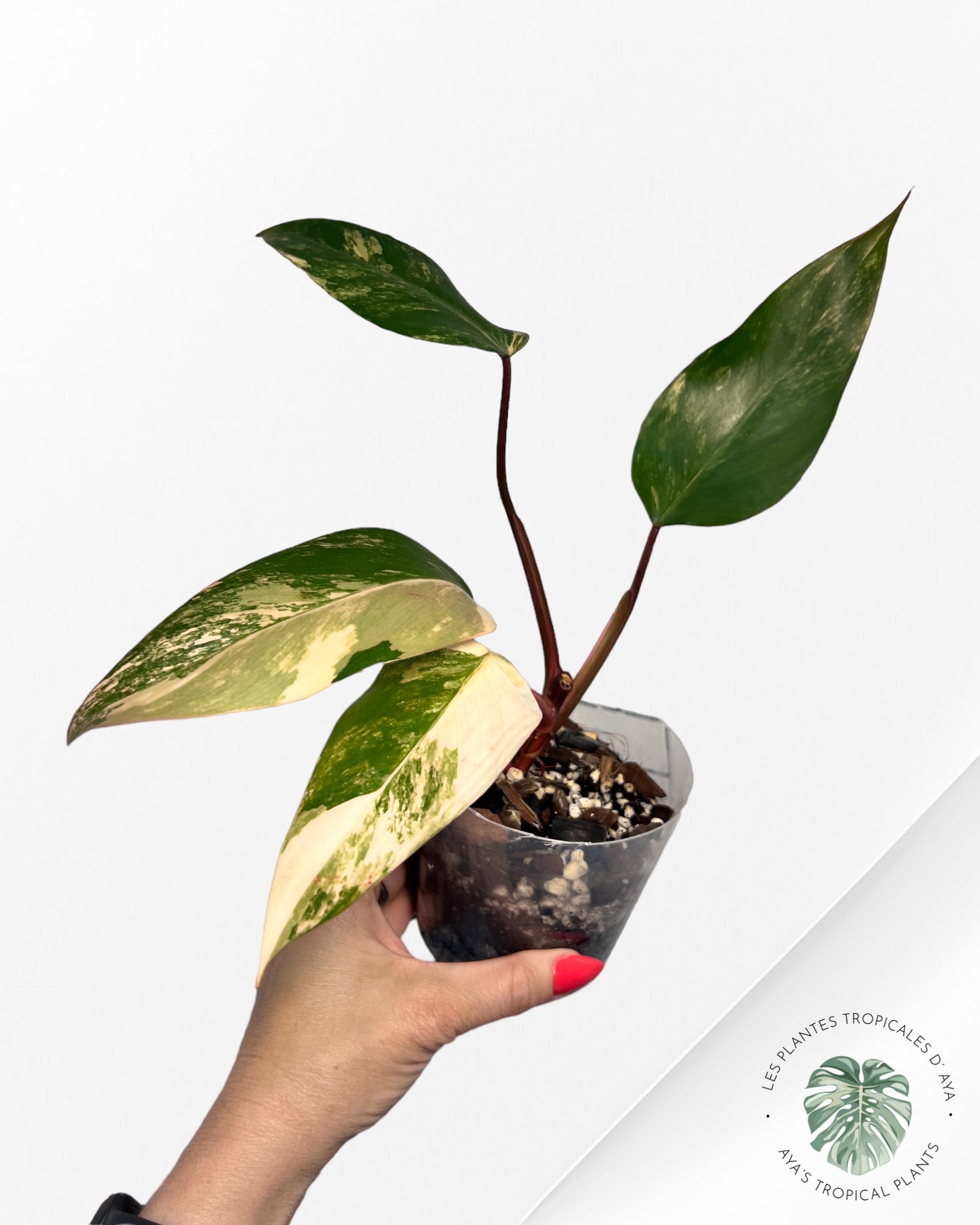 Shake aux fraises Philodendron