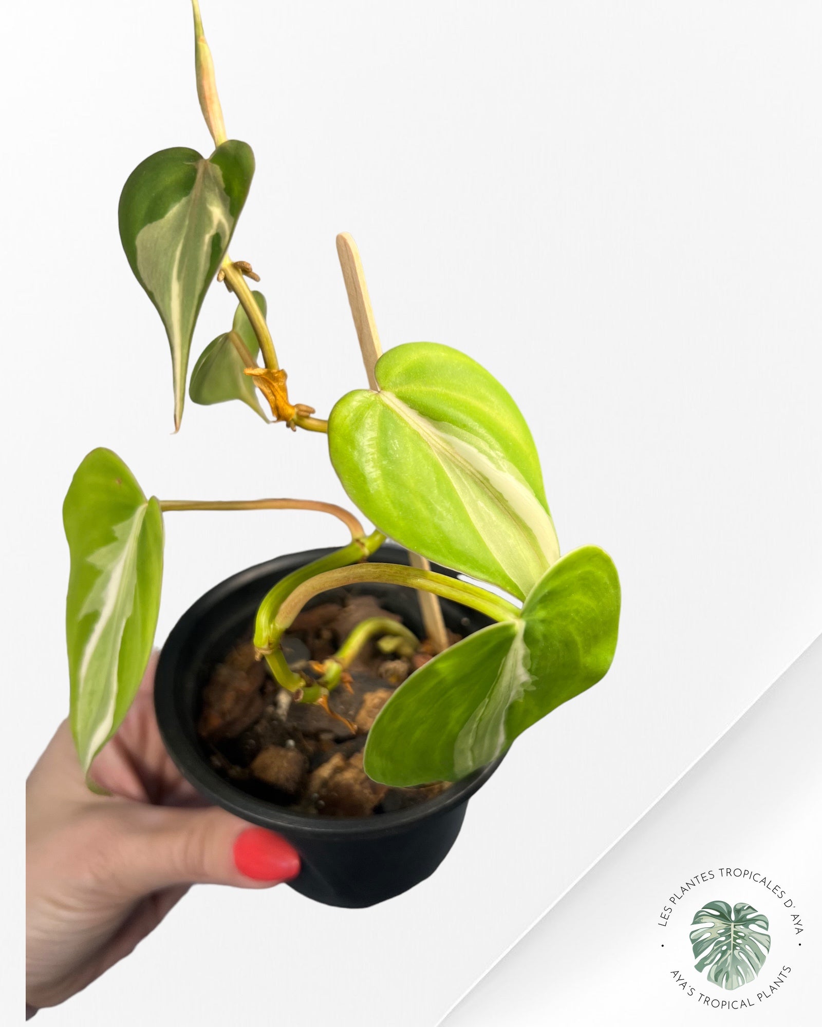 Philodendron Hederaceum 'Rio'-3020