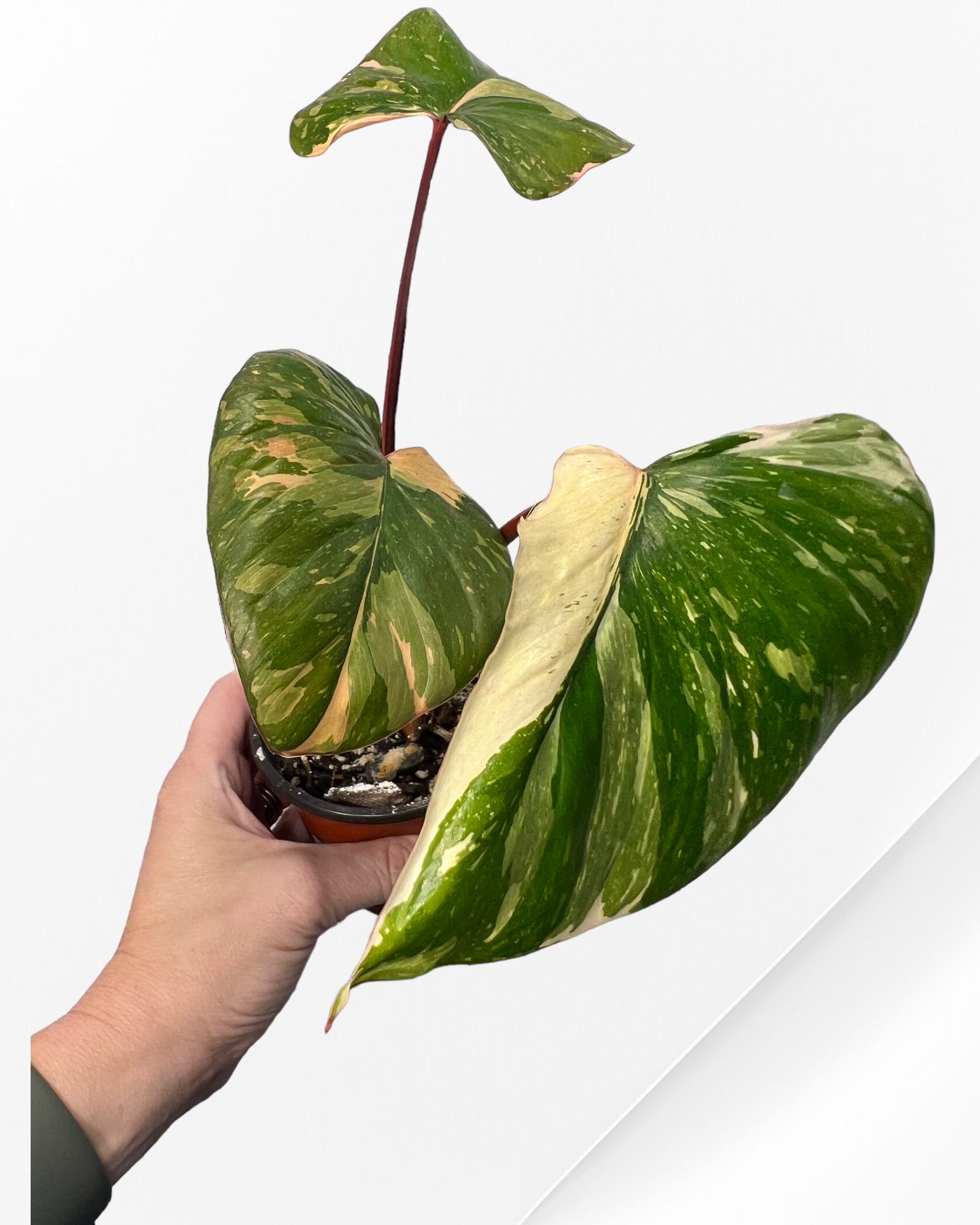 Homalomena Rubescens Pink Variegated-JA22011
