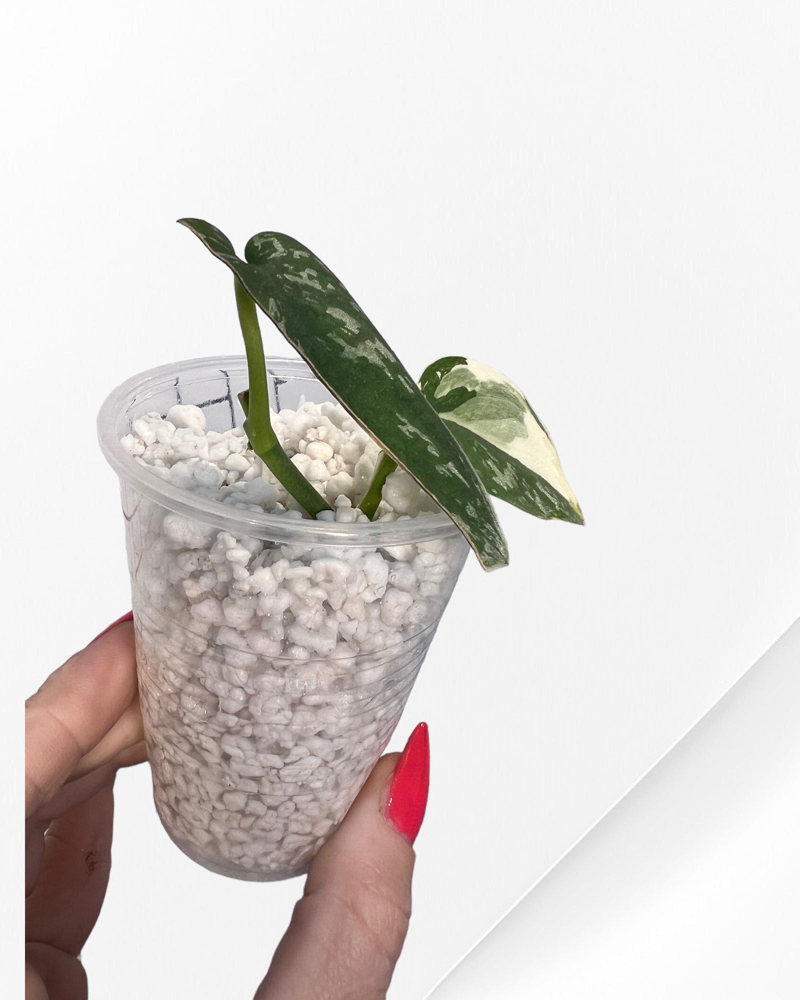Scindapsus Pictus Mayari Variegated-PO0825