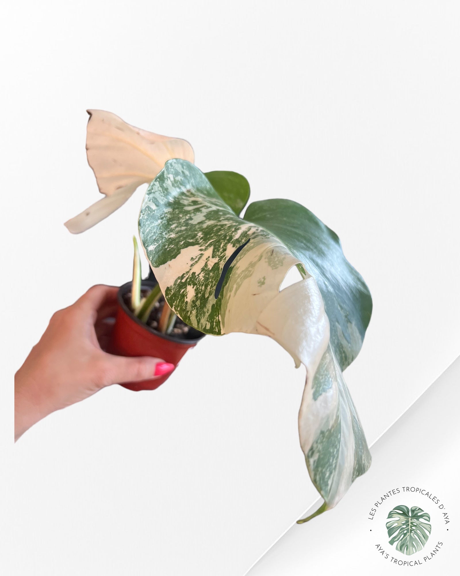 Monstera Borsigiana Albo- JA0832