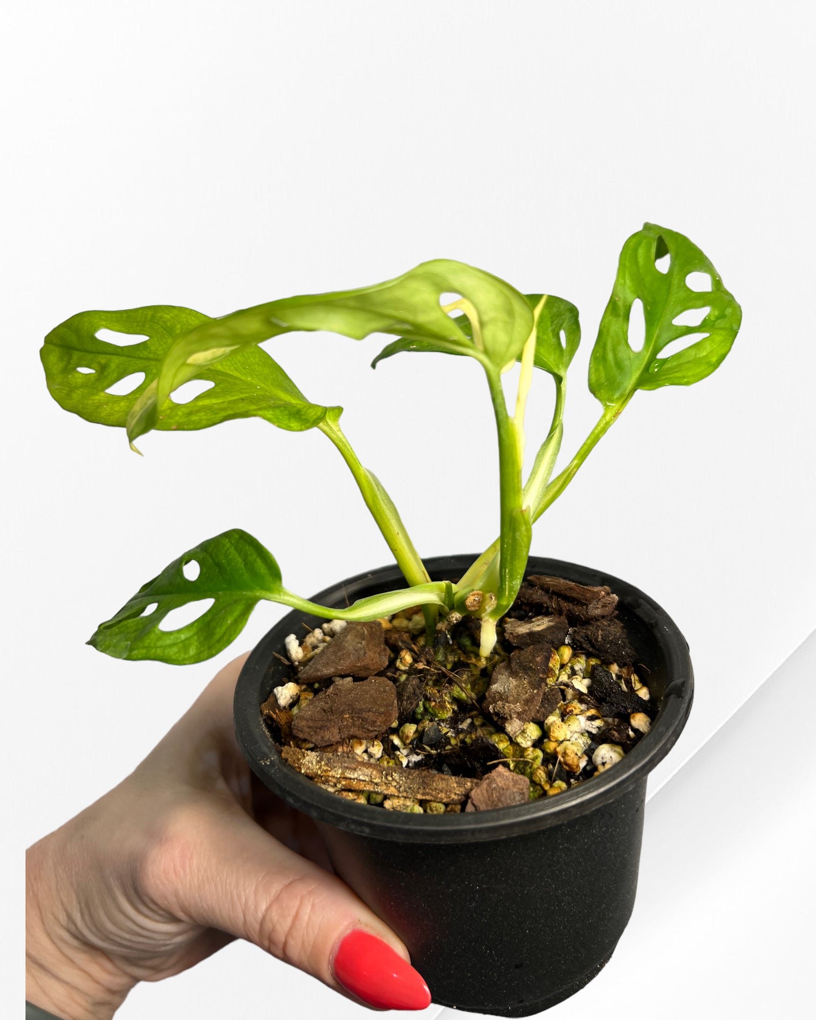 Monstera Adansonii Albo-110