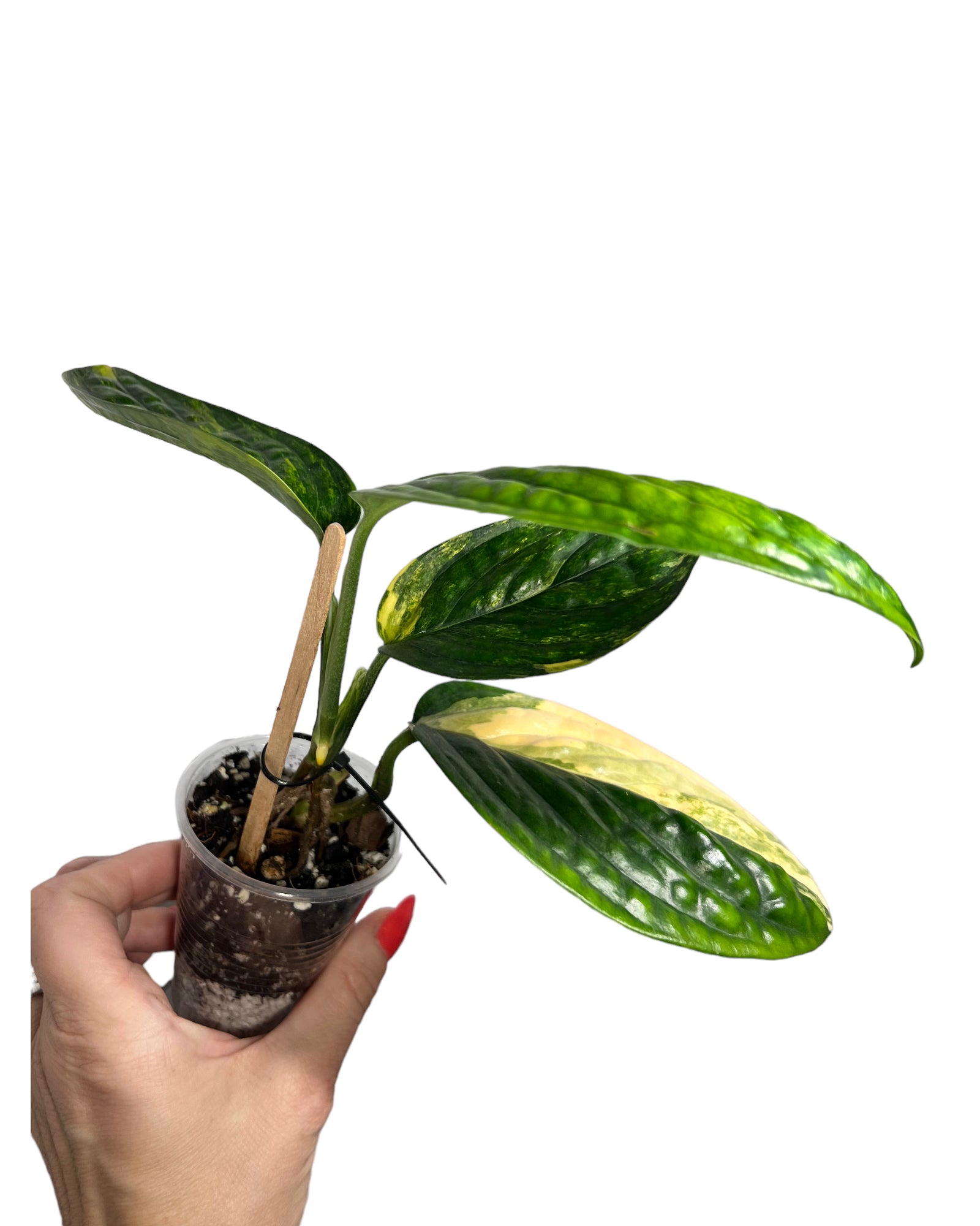 Monstera Peru JA46