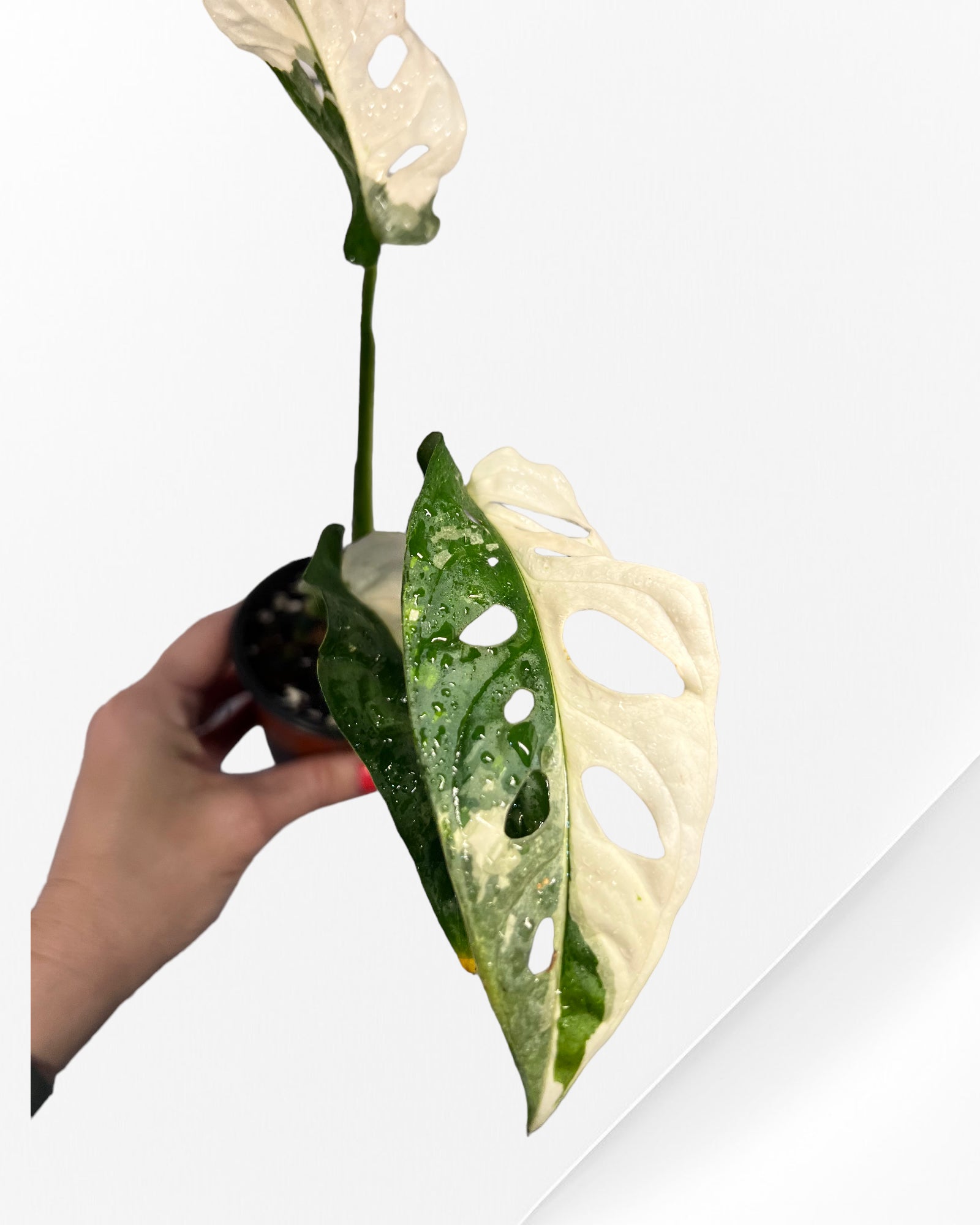 Monstera Adansonii TRICOLOR- JA34
