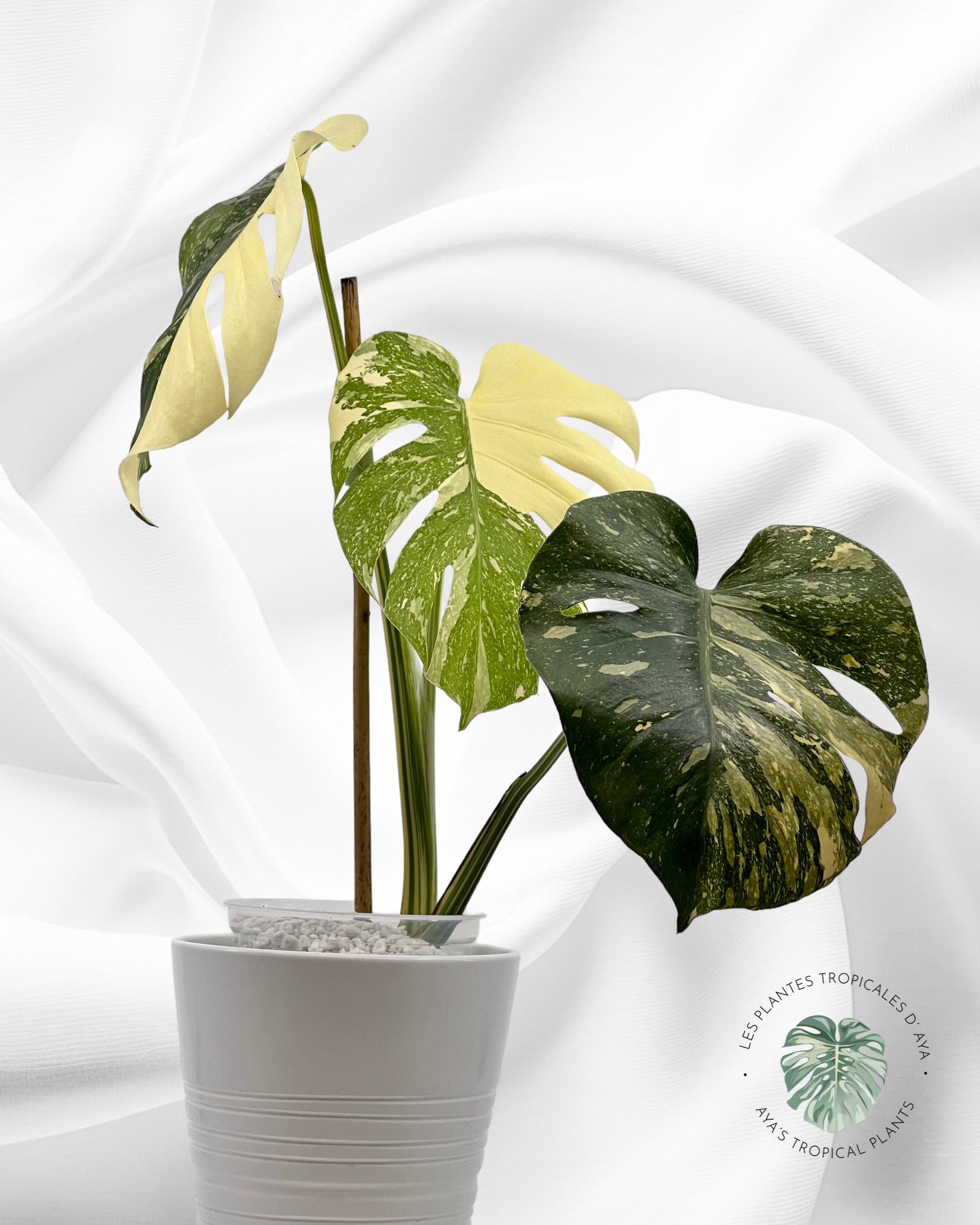 Monstera Thai Constellation Creme Brûlée