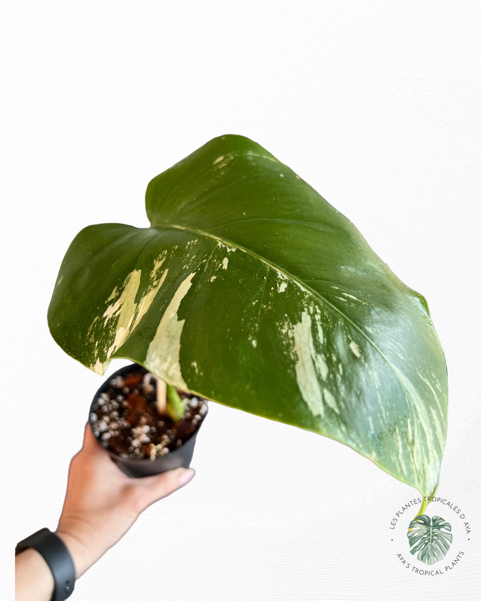Monstera Deliciosa Mint -A