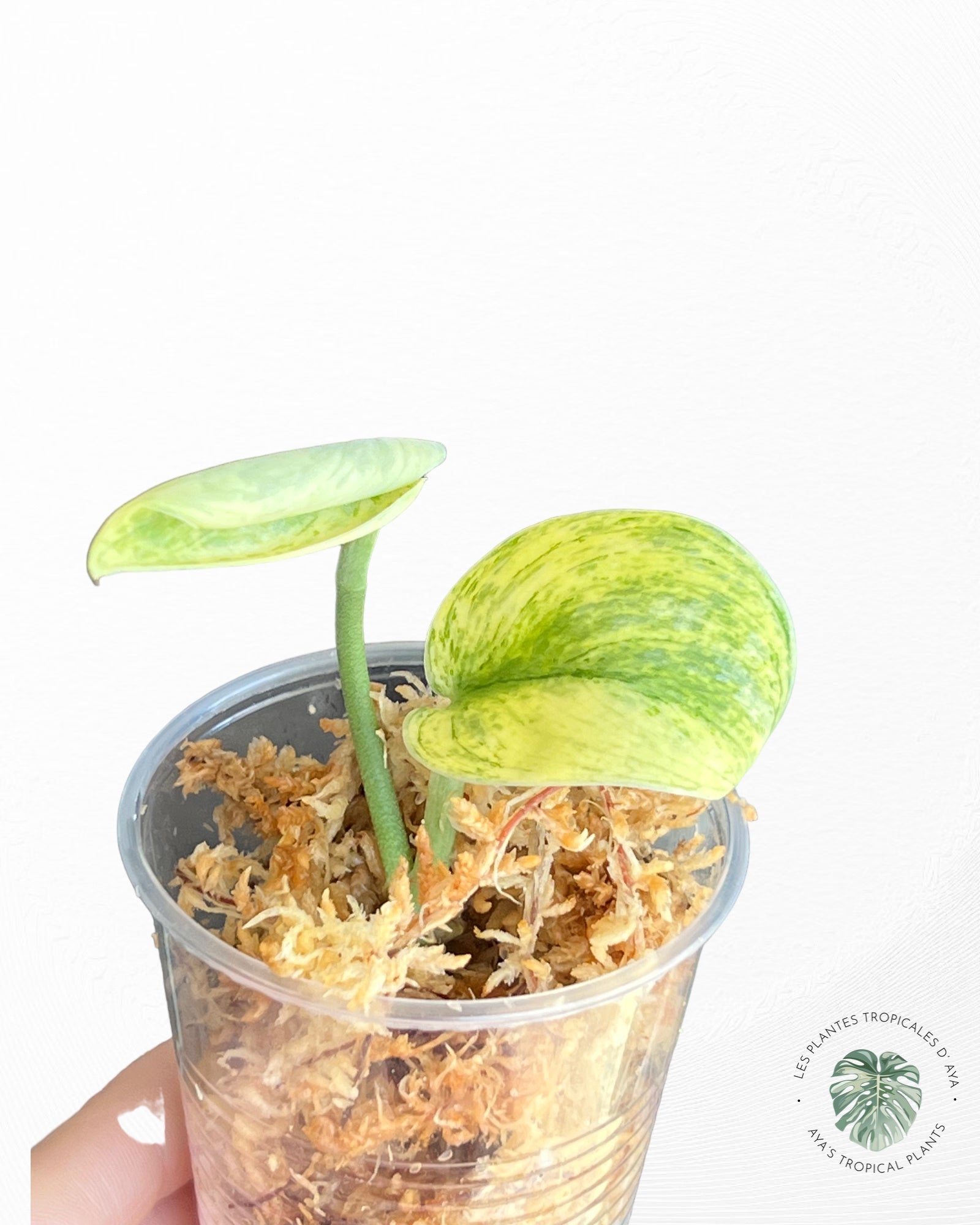 SCINDAPSUS ‘HOLOGRAM’-4