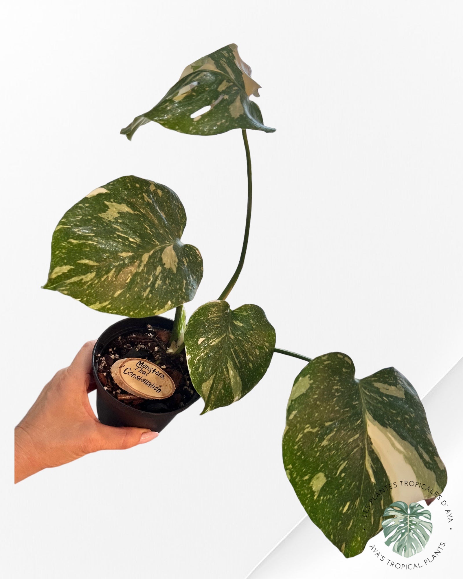Monstera Thai Constellation-B