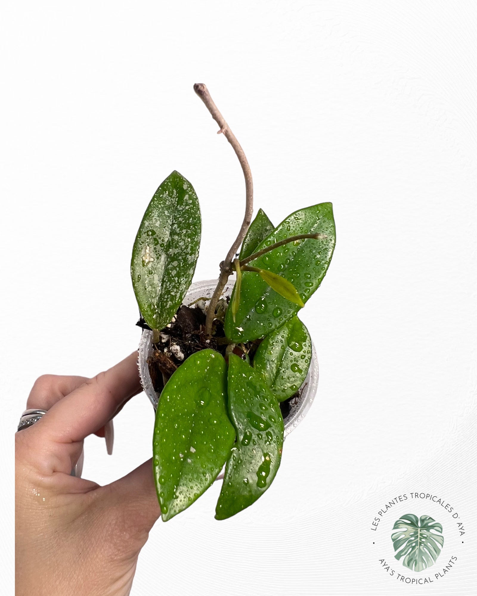Hoya Carnosa "Wilbur Graves"-1
