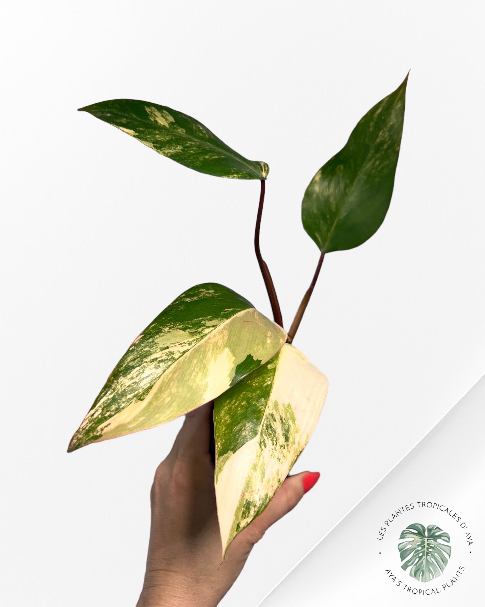 Shake aux fraises Philodendron