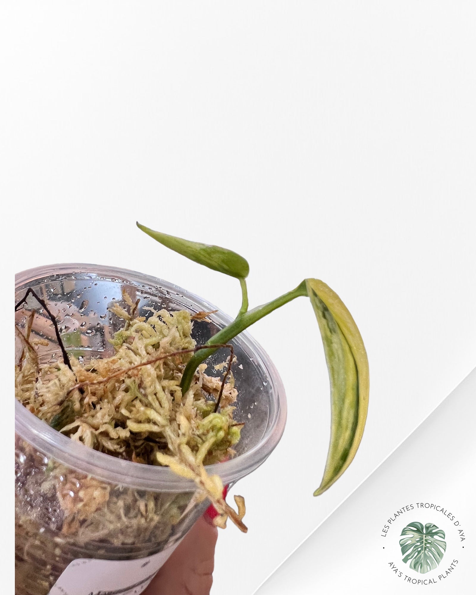 Scindapsus APOLAKI