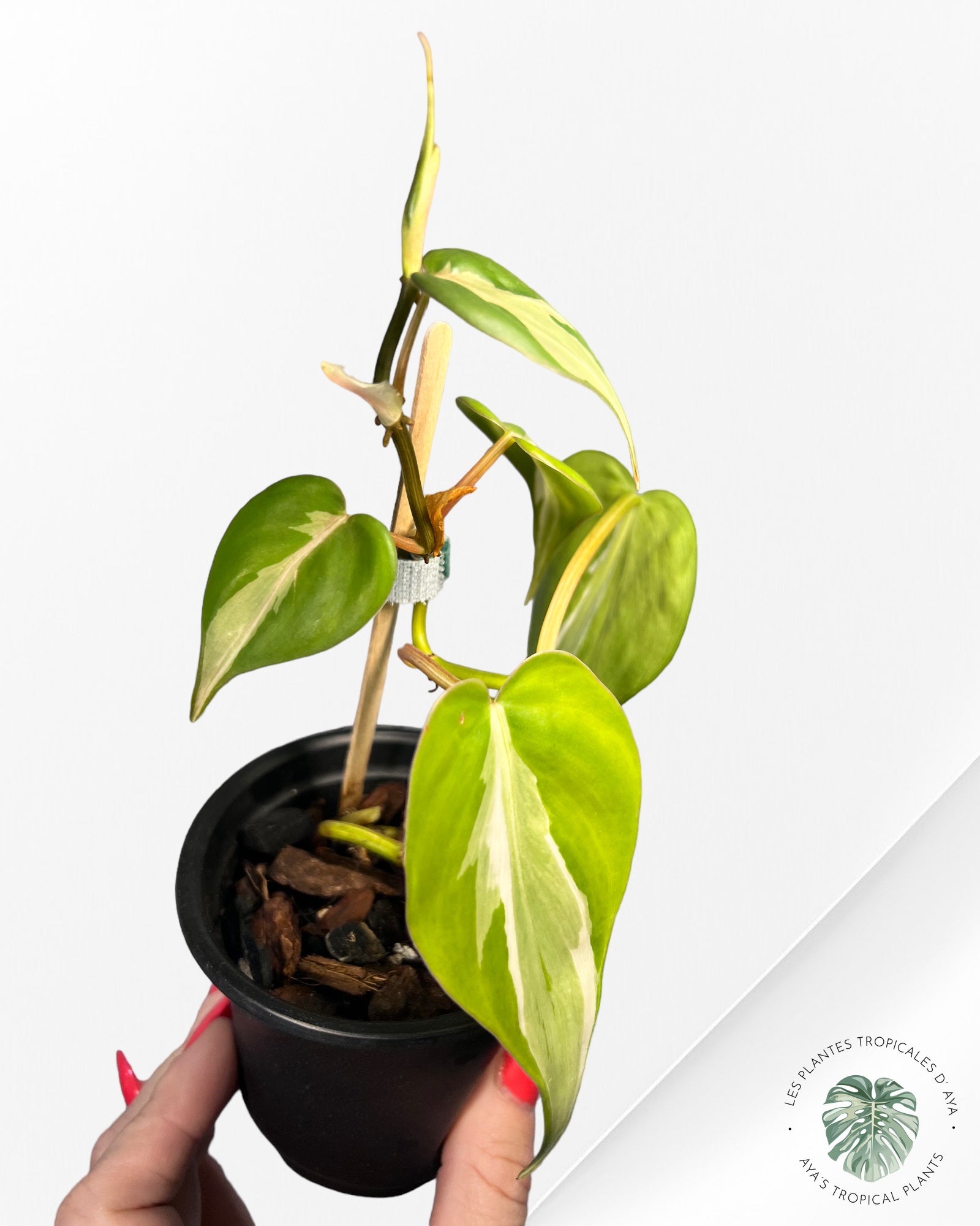Philodendron Hederaceum 'Rio'-3020