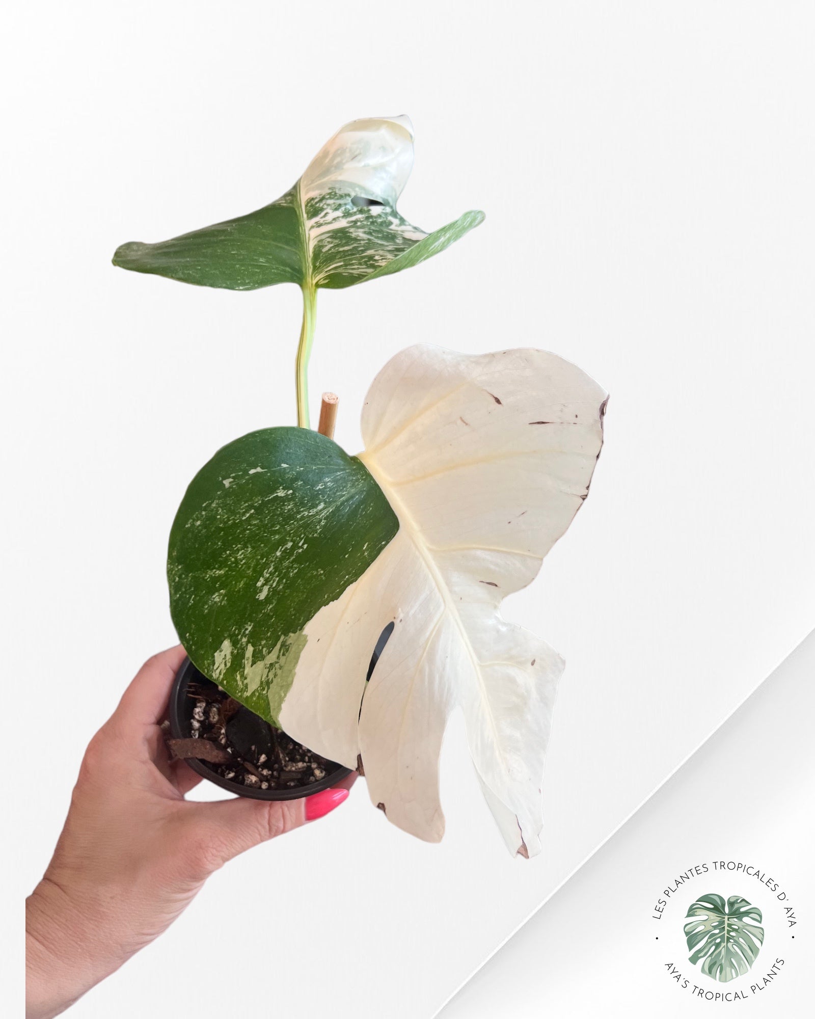 Monstera Borsigiana Albo- JA0832