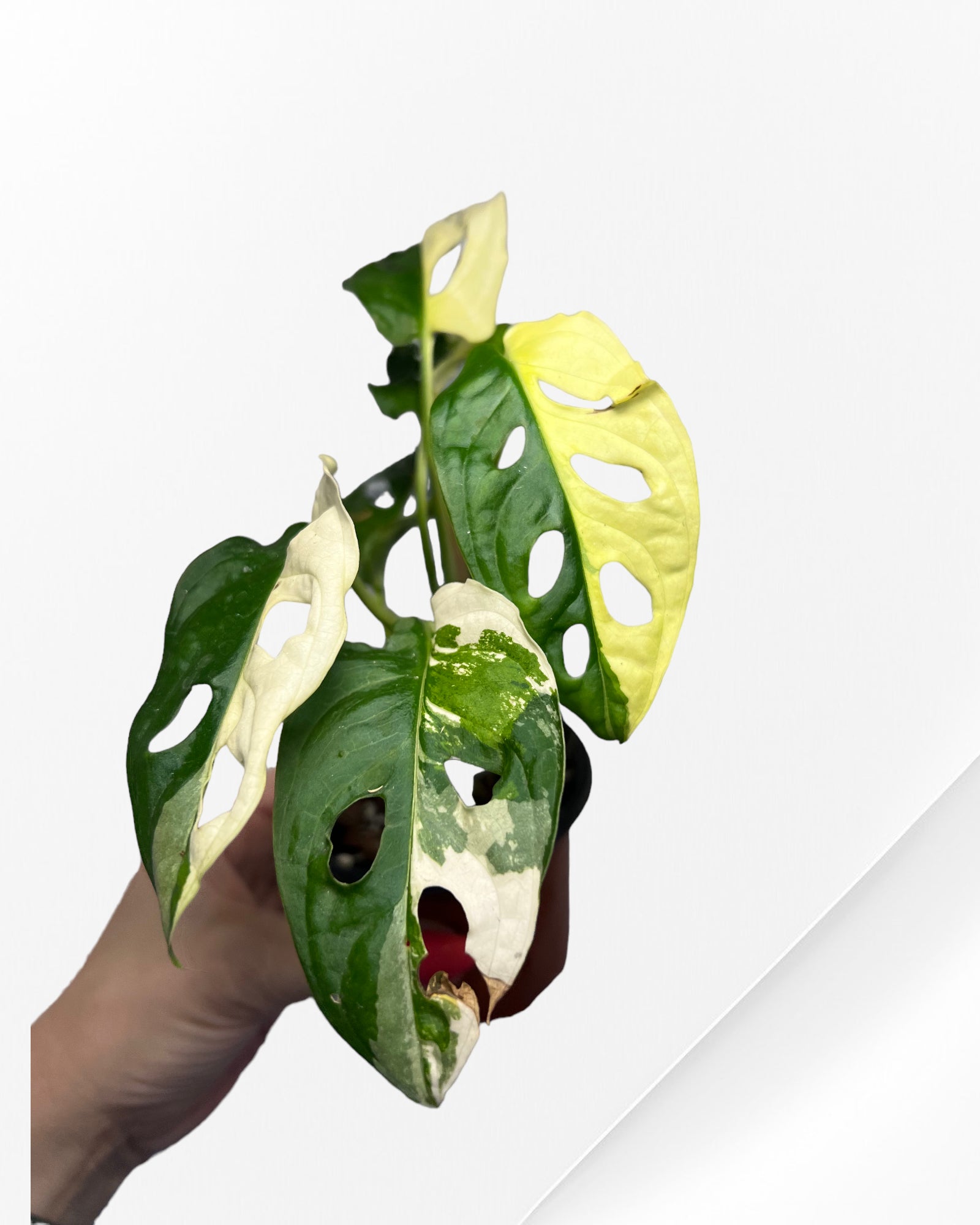 Monstera Adansonii TRICOLOR-JA31