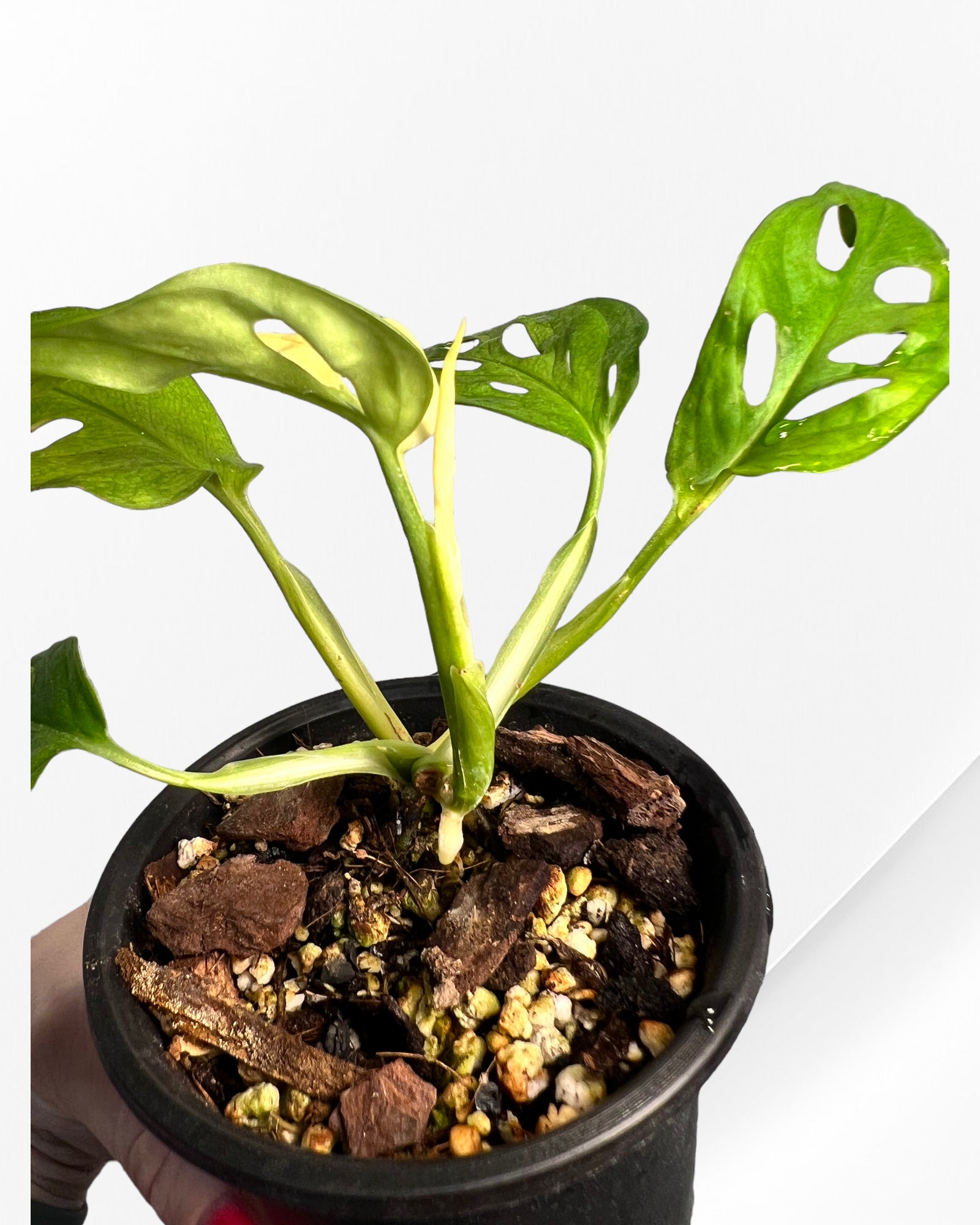 Monstera Adansonii Albo-110